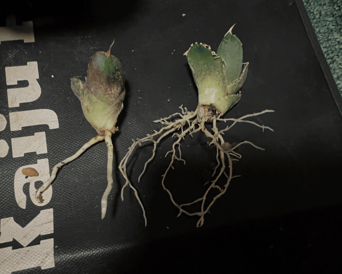 アガベ沼 アガベ沼に落ちた話12「我がアガベ全紹介・アガベ沼の住人となり