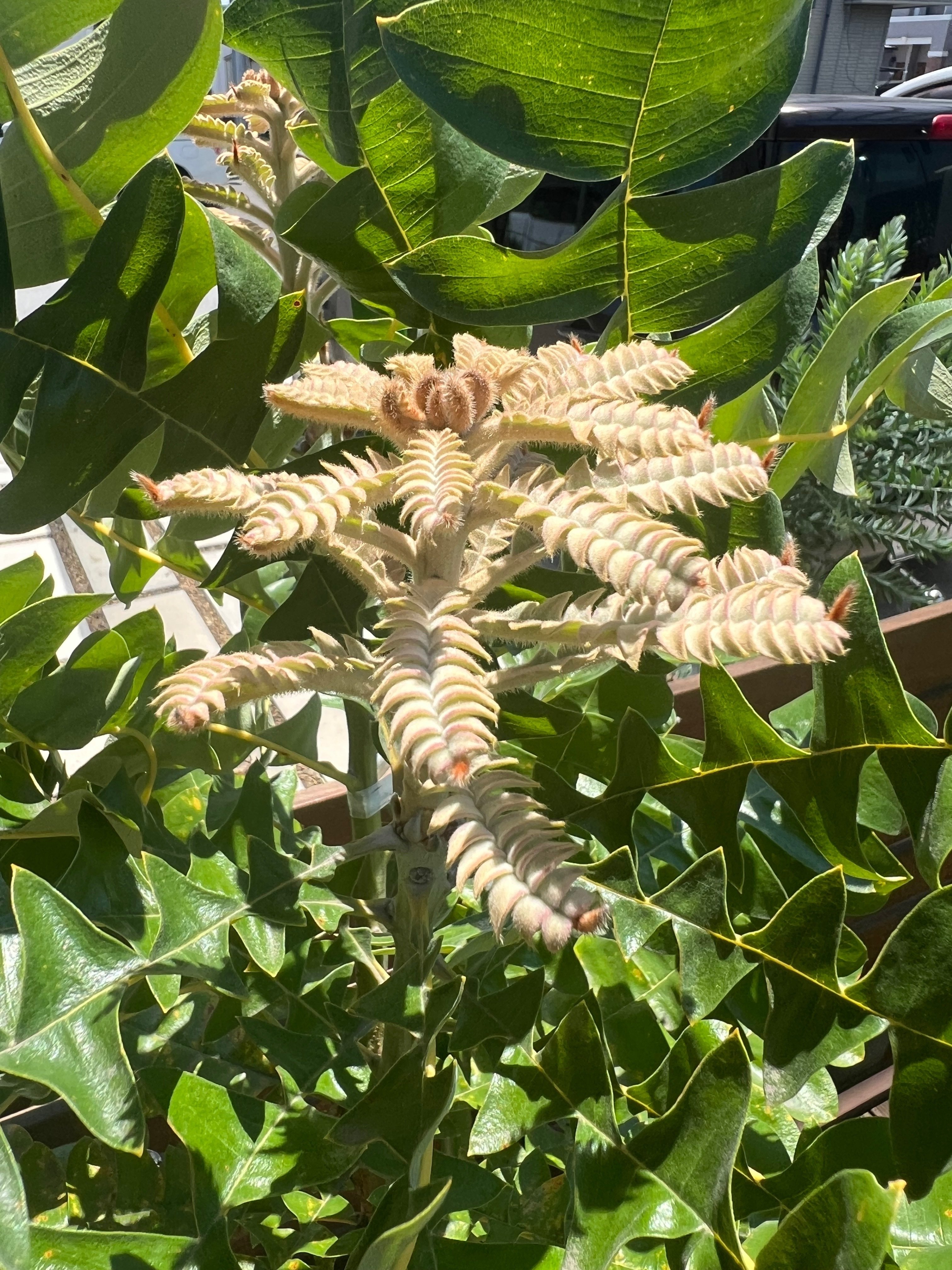 バンクシア　グランディス 園芸ネット本店｜[ザ・ファームセレクト]バンクシア：グランディス 5号