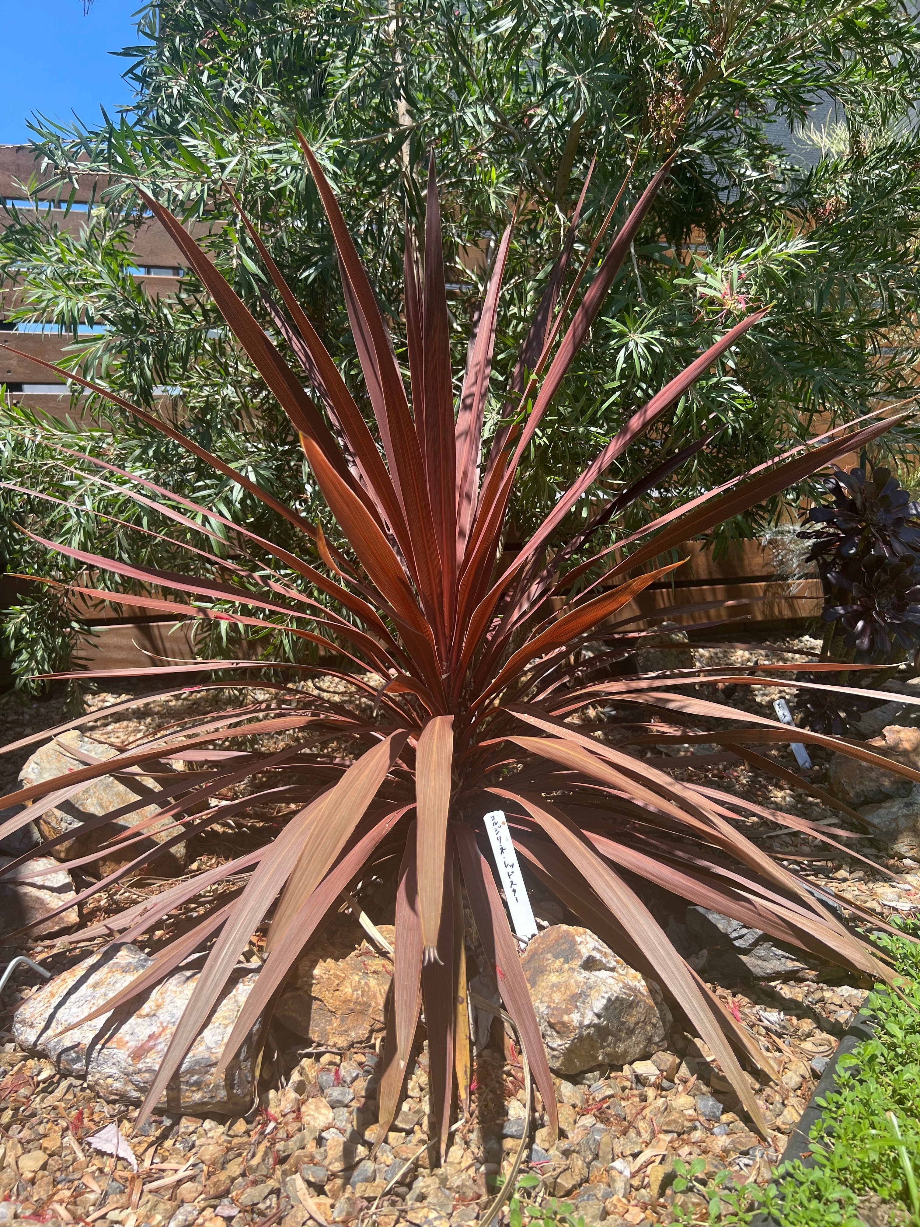 今日のオージー｜ロックガーデンに映えるコルジリネ・レッドスター