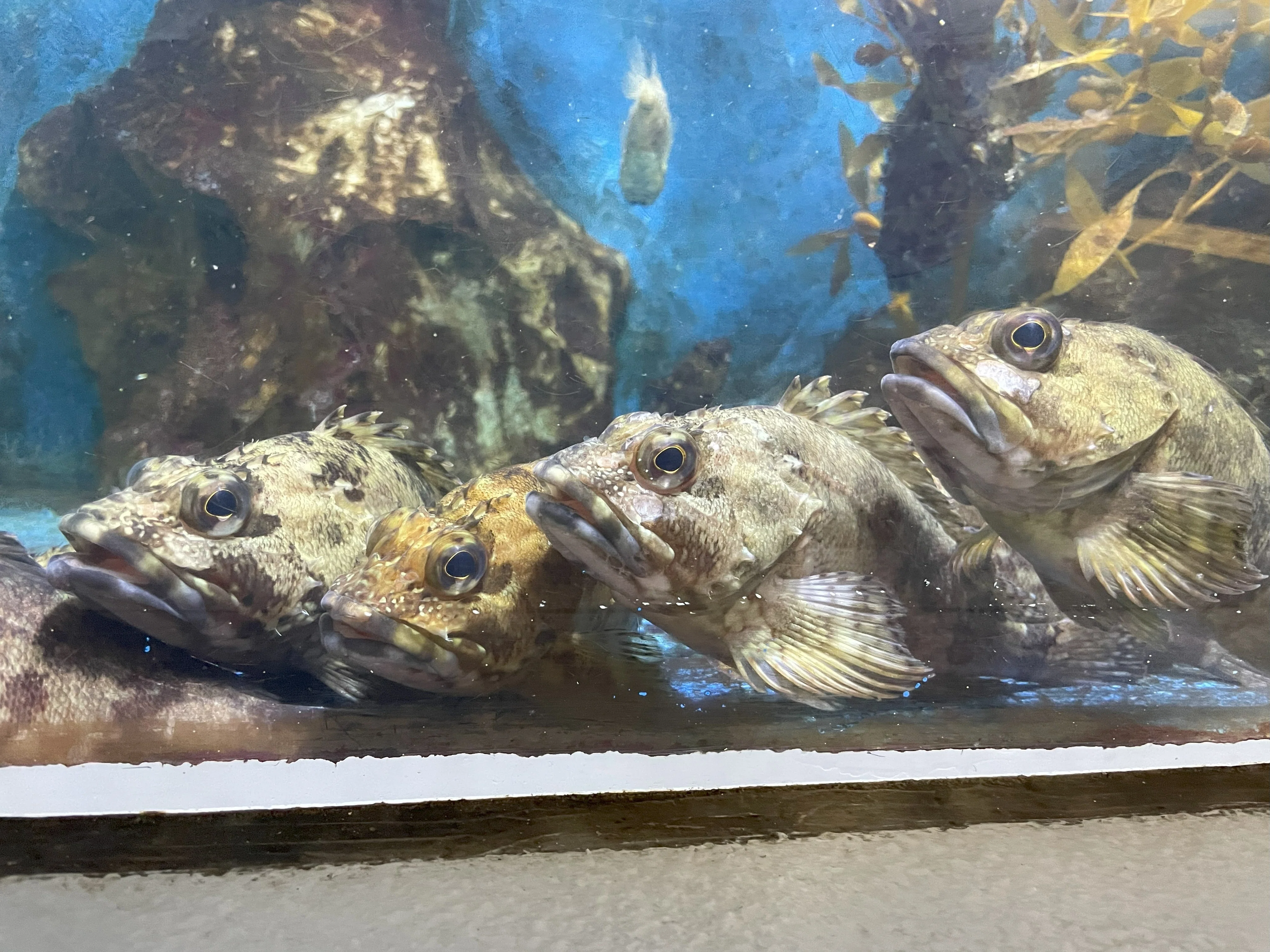 カサゴ《展示動物解説》｜桂浜水族館 公式