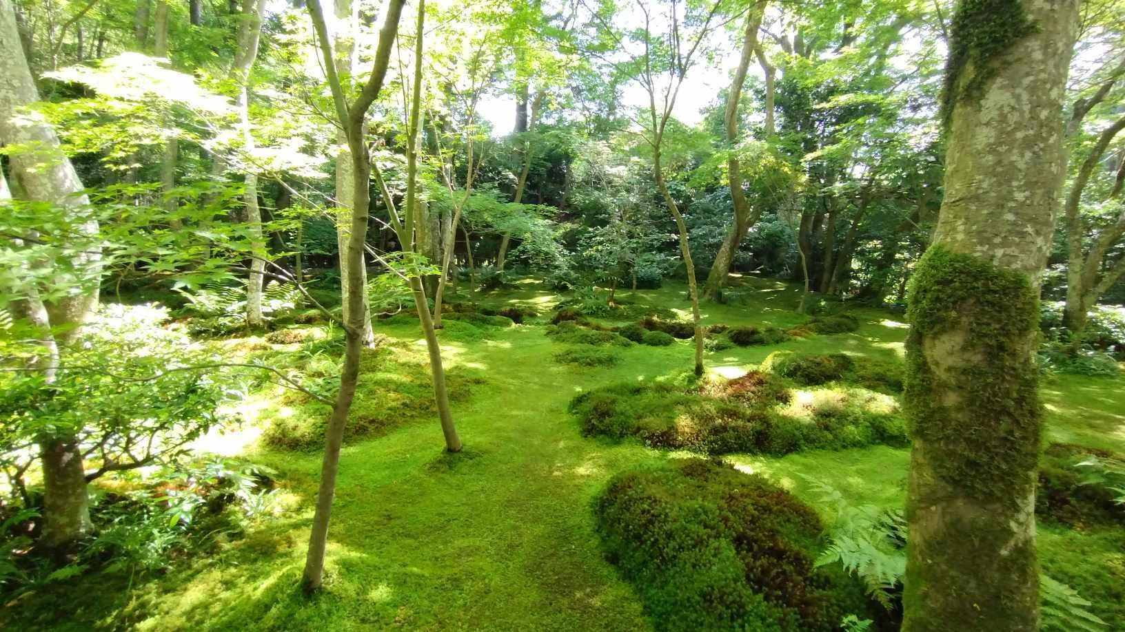 苔と新緑と静寂に包まれる祇王寺♪｜雅京都観光