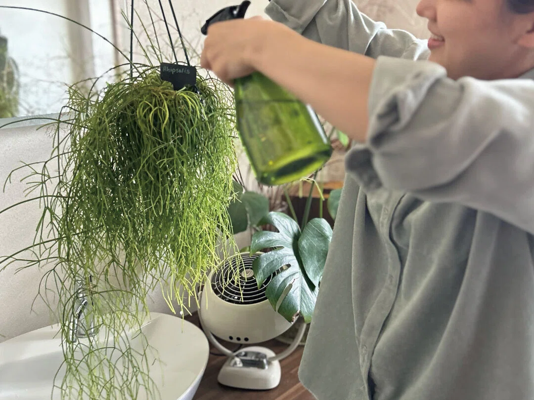 観葉植物に役立つサーキュレーターの使い方をご紹介！｜ボルネード