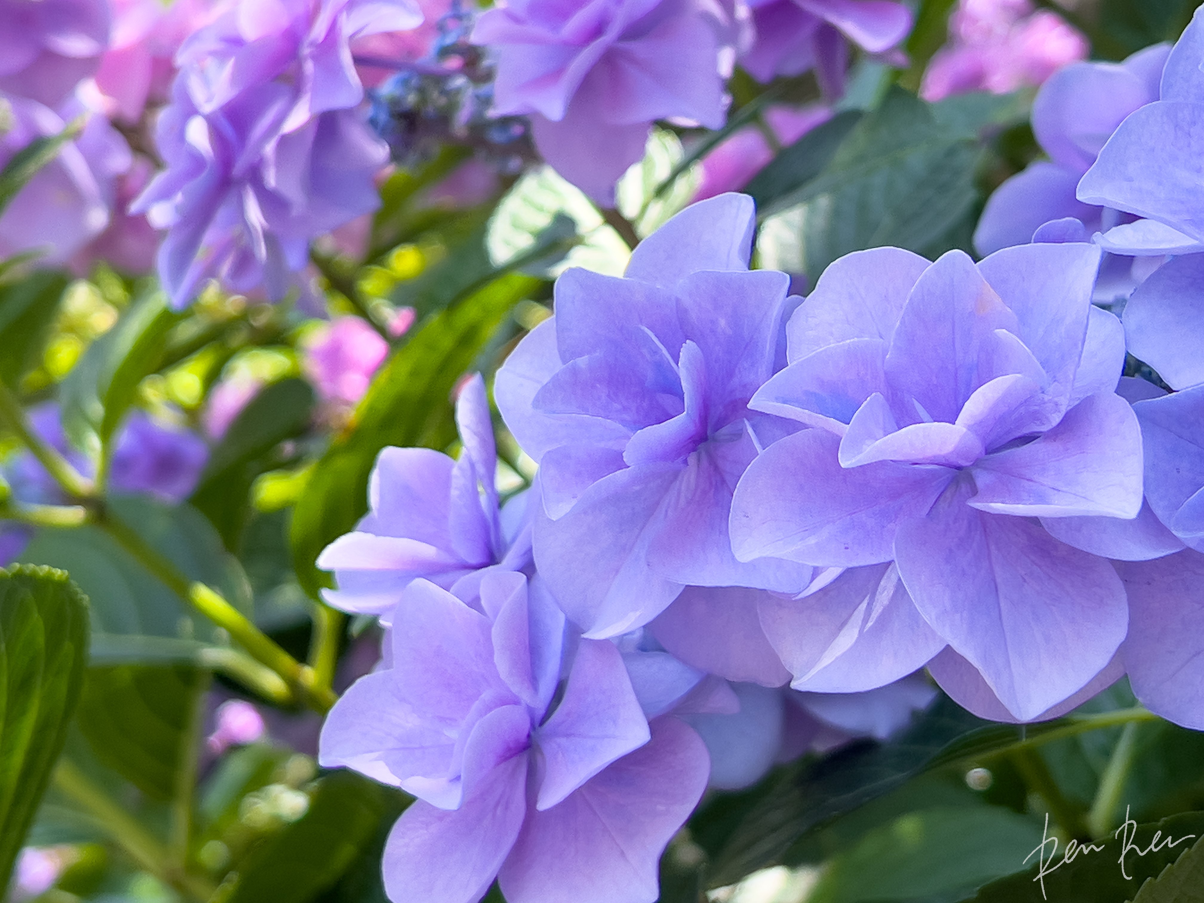 はなまっぷ🌸日本の美しい花風景 | 事前予約で缶バッジ