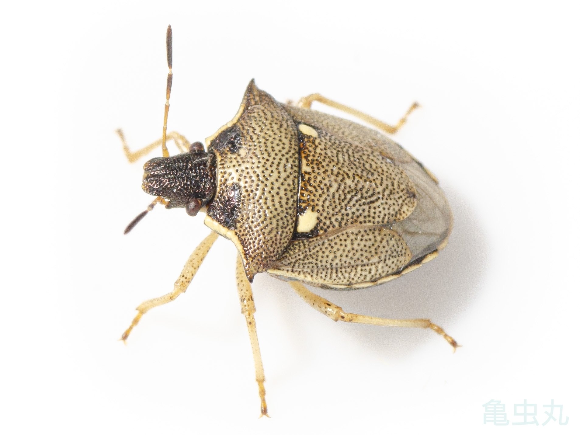 図鑑 (仮) 更新25.6.16｜亀虫丸