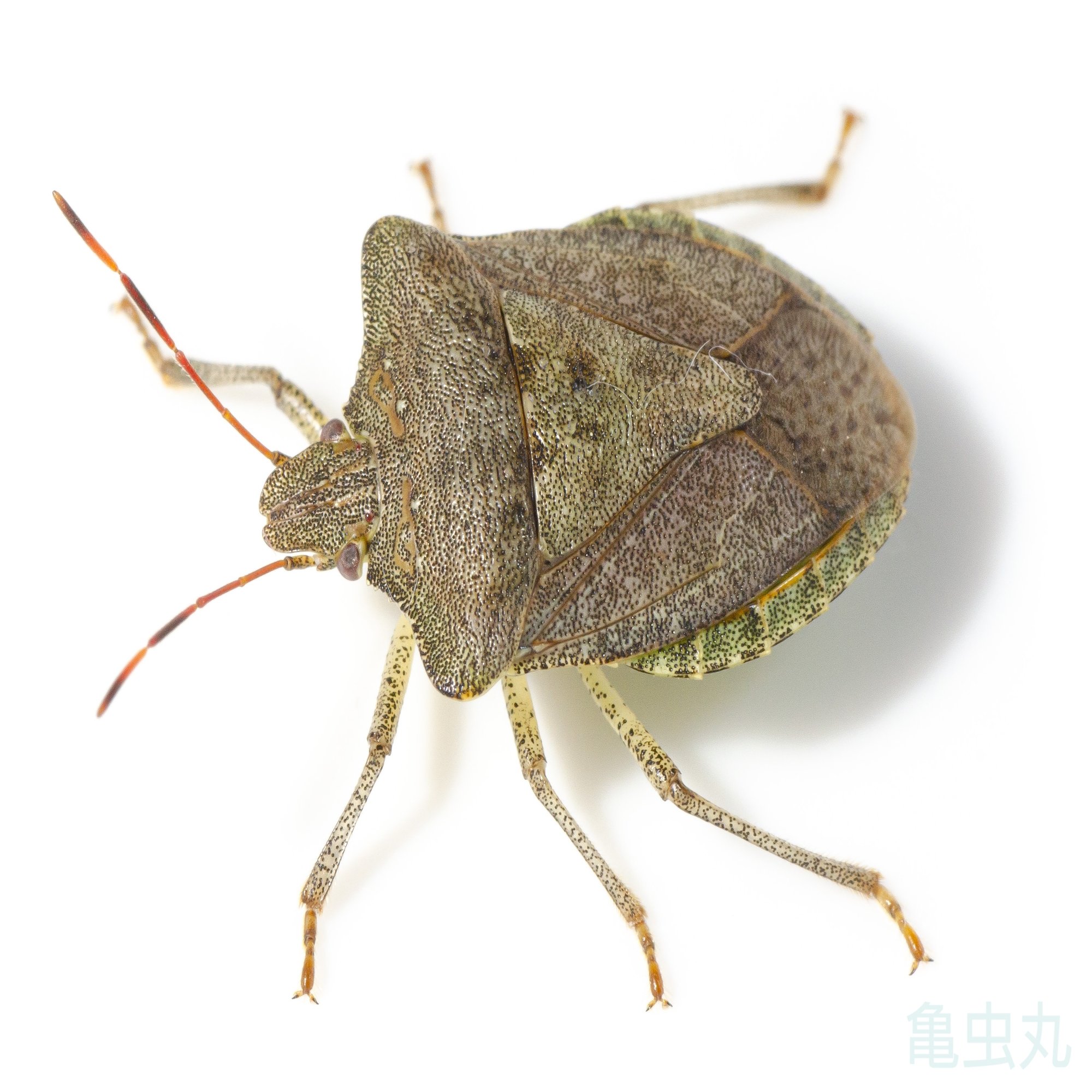 図鑑 (仮) 更新25.6.16｜亀虫丸