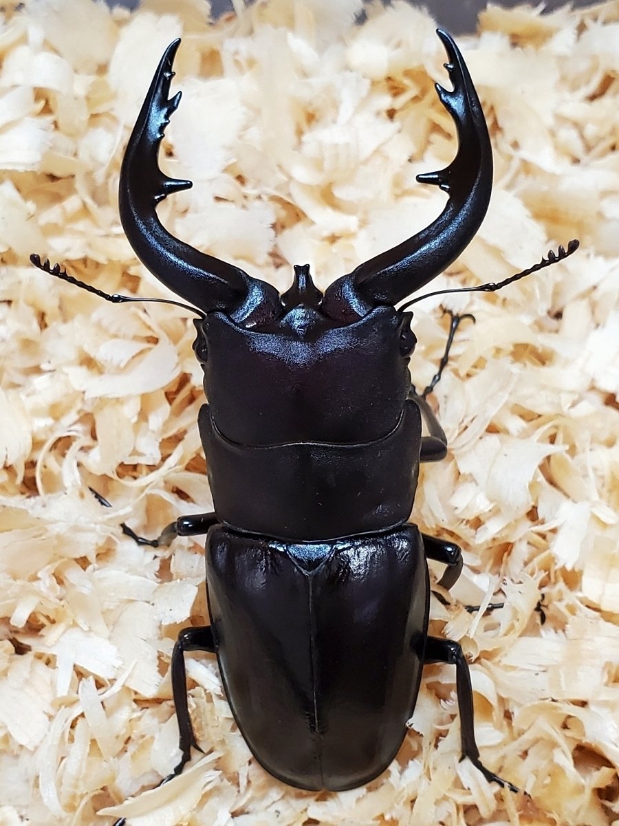 WF1】アマミノコギリクワガタ ♂73.5♀42♀41 計3匹 WD奄美大島北部