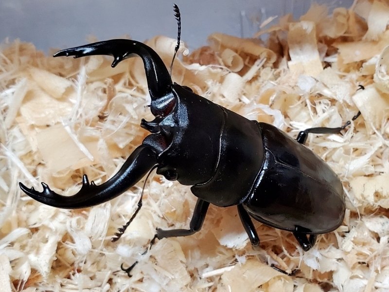 アマミ ミヤマ 2♂1♀ アマミミヤマ40ミリ♂（奄美大島）