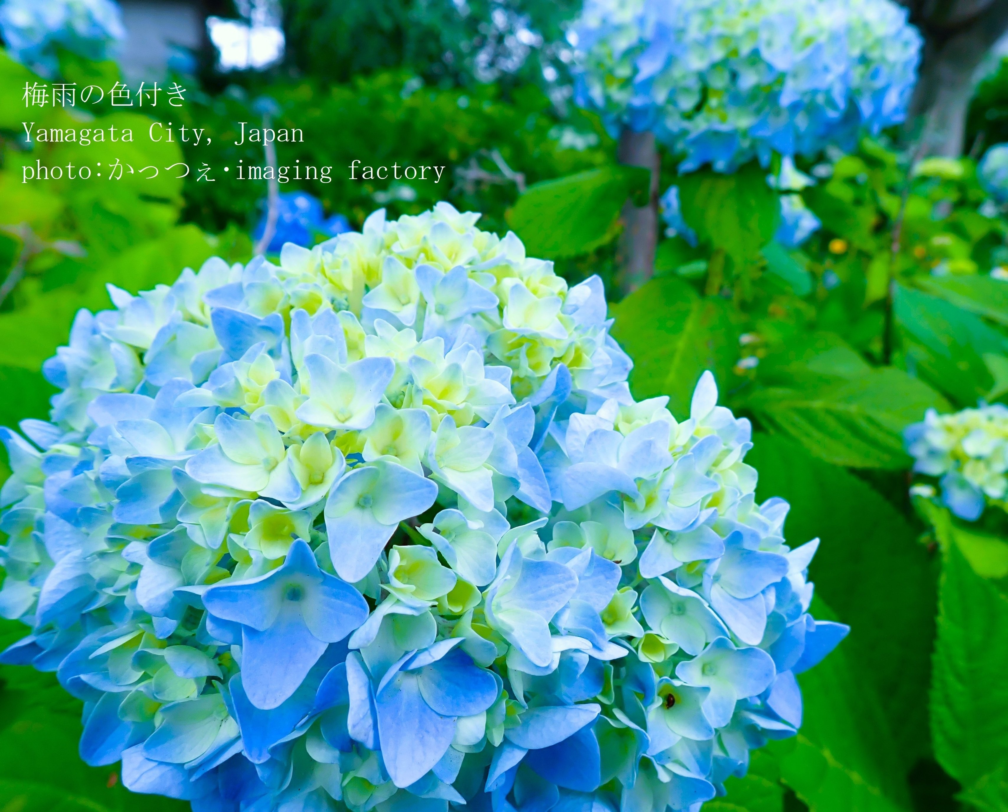 三日月と紫陽花 賑やかな仲間たち＊シーグラスアート 梅雨