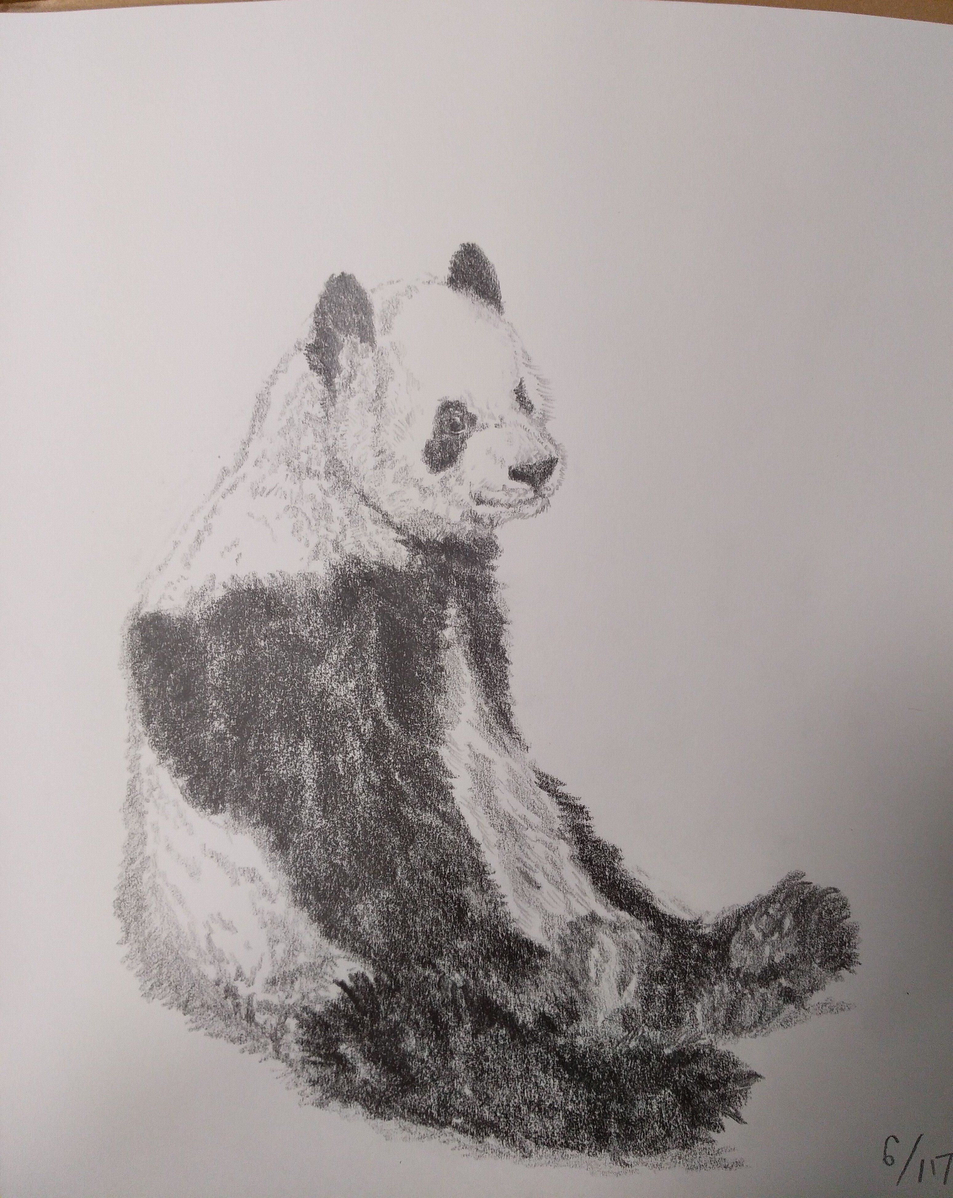 パンダデッサン練習第8週 6/15-6/21｜こひろ@こぎん刺しのテディベア