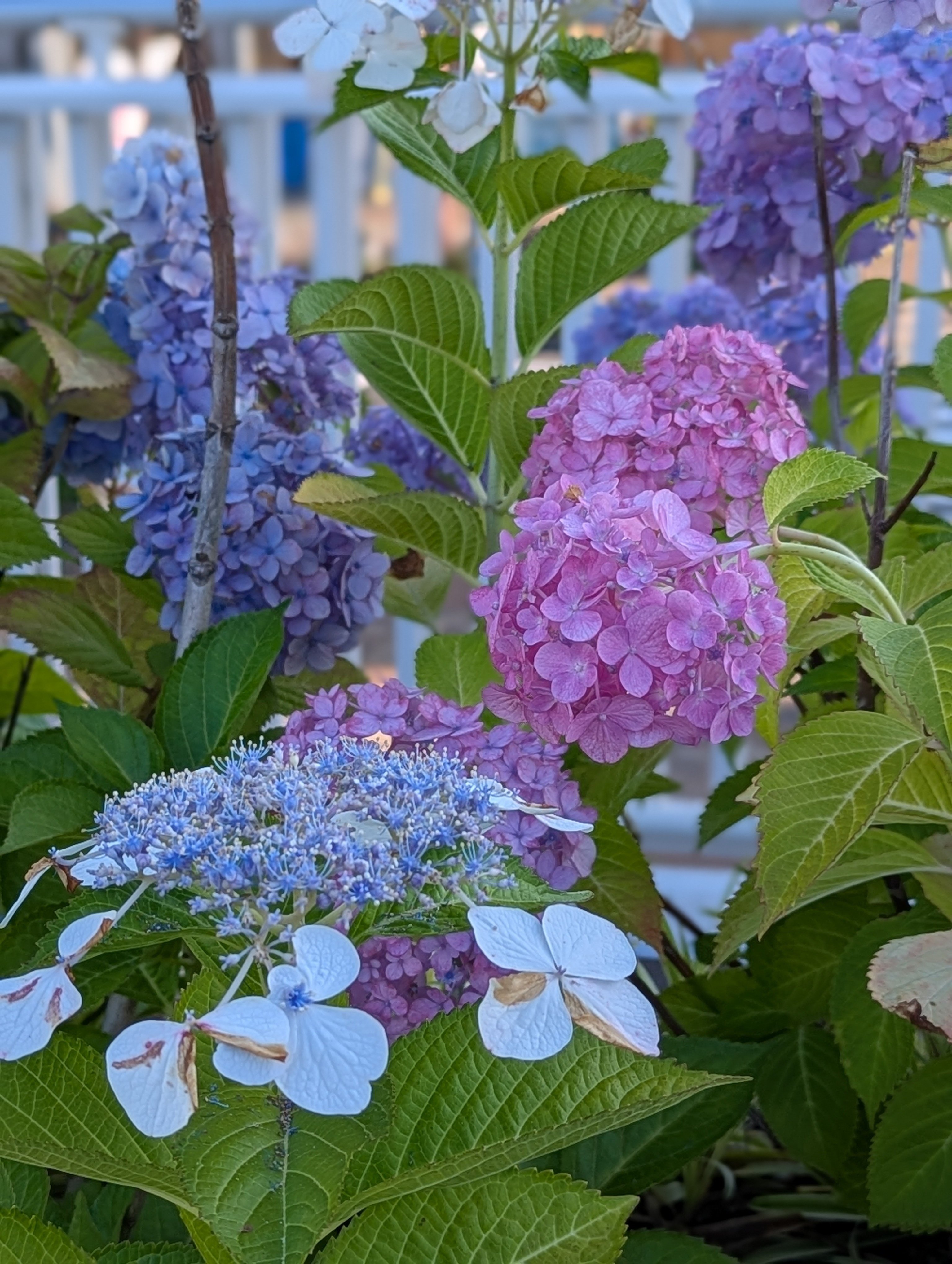 紫陽花 2025.6.5 #hydrangea #hydrangealove #hydrangeaflower #紫陽花