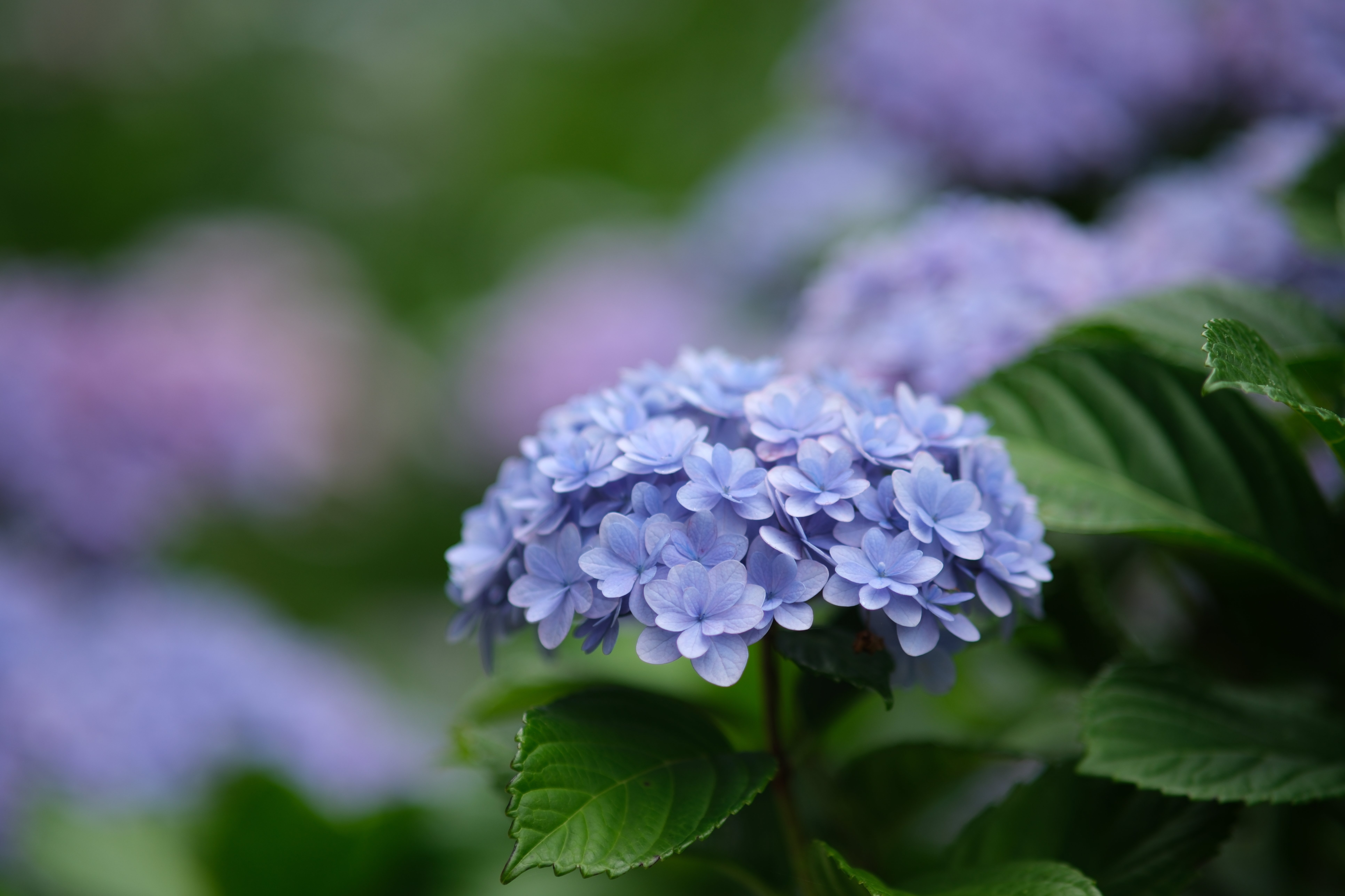 梅雨空と紫陽花と。｜ytkampf_fps0