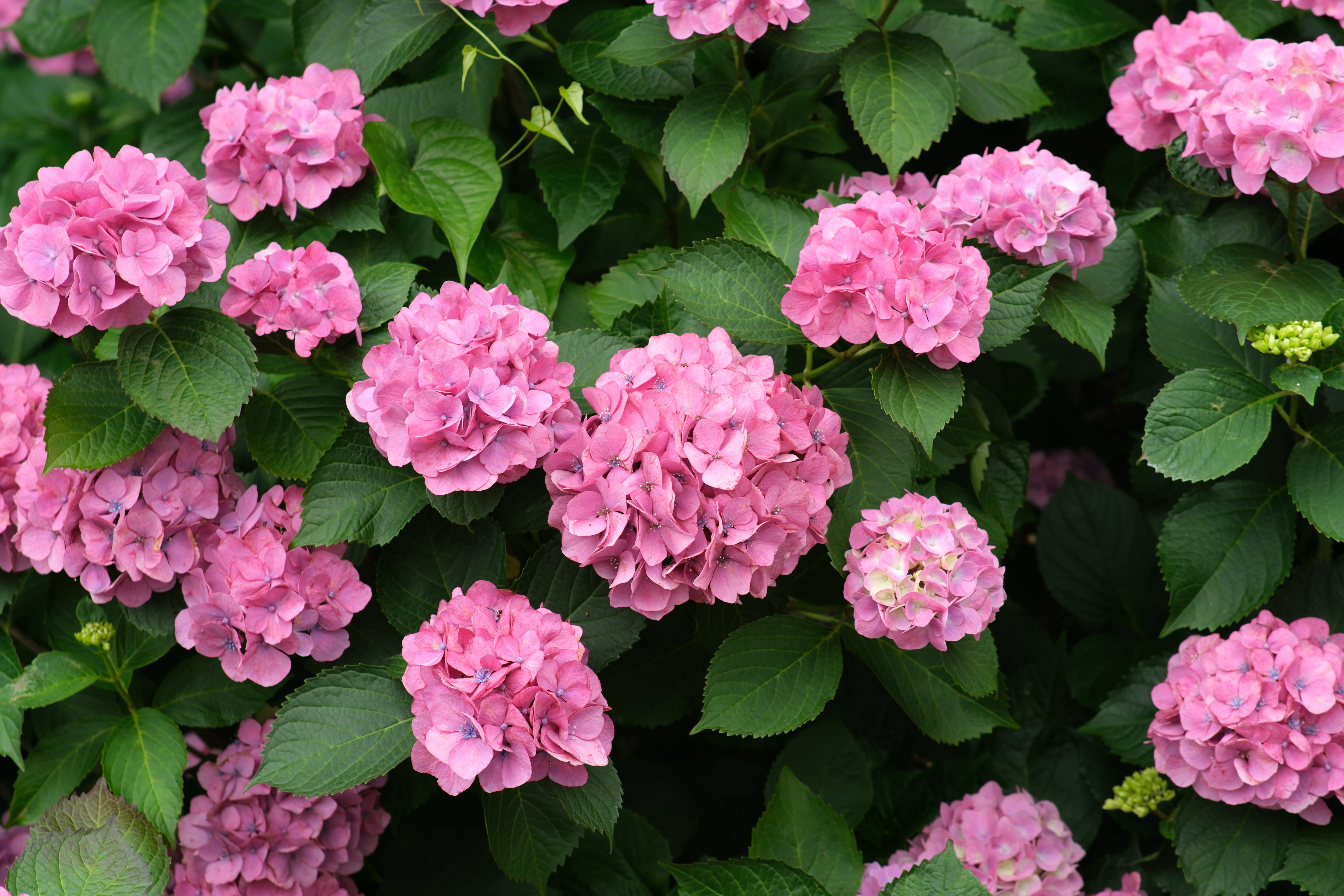 ＊三日月と紫陽花 賑やかな仲間たち＊シーグラスアート 梅雨 65ccb566488cd9aab2c61b0cf7246d