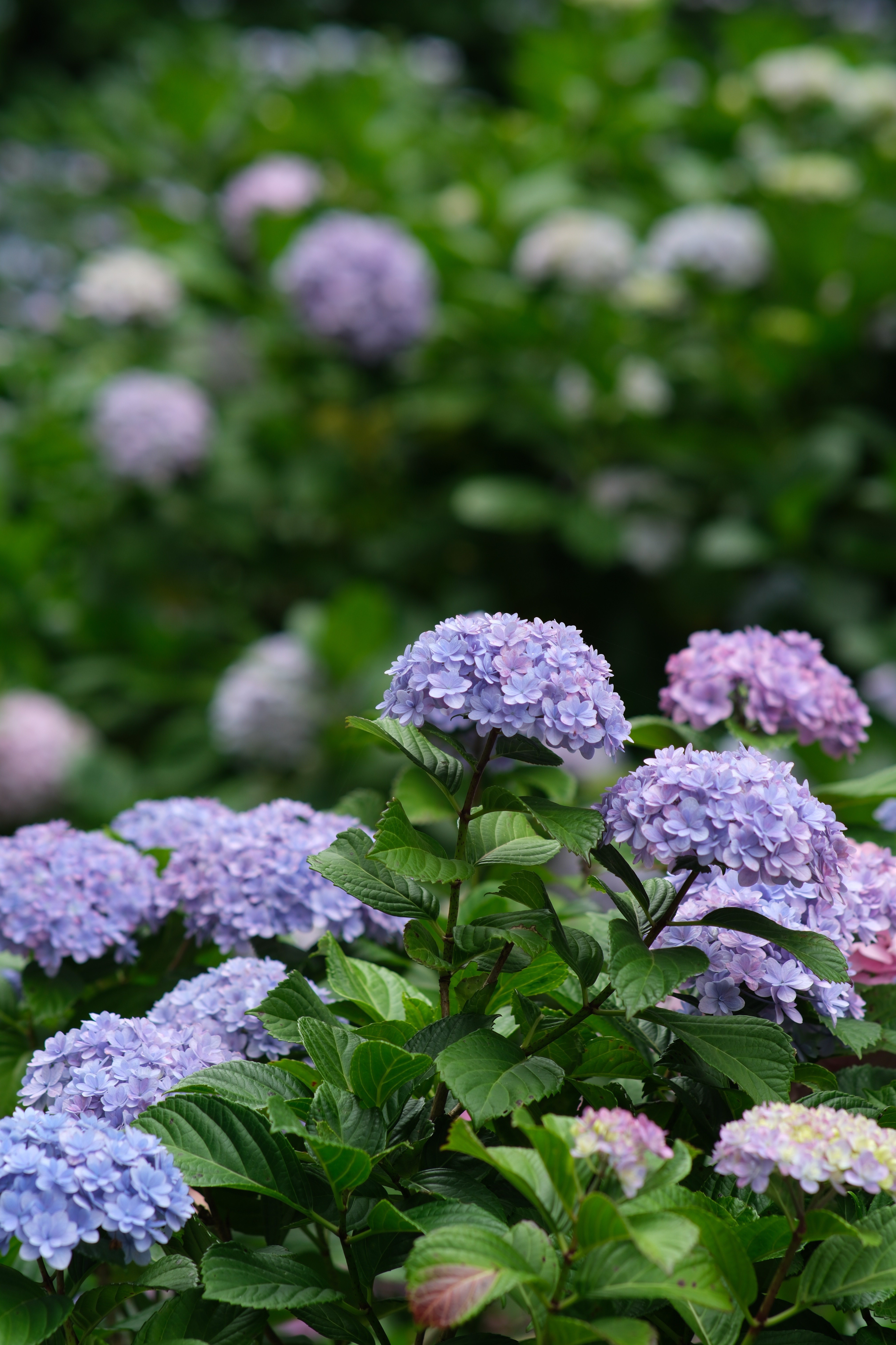 ＊三日月ともこもこ紫陽花＊シーグラスアート 梅雨 三日月ともこもこ紫陽花＊シーグラスアート 梅雨