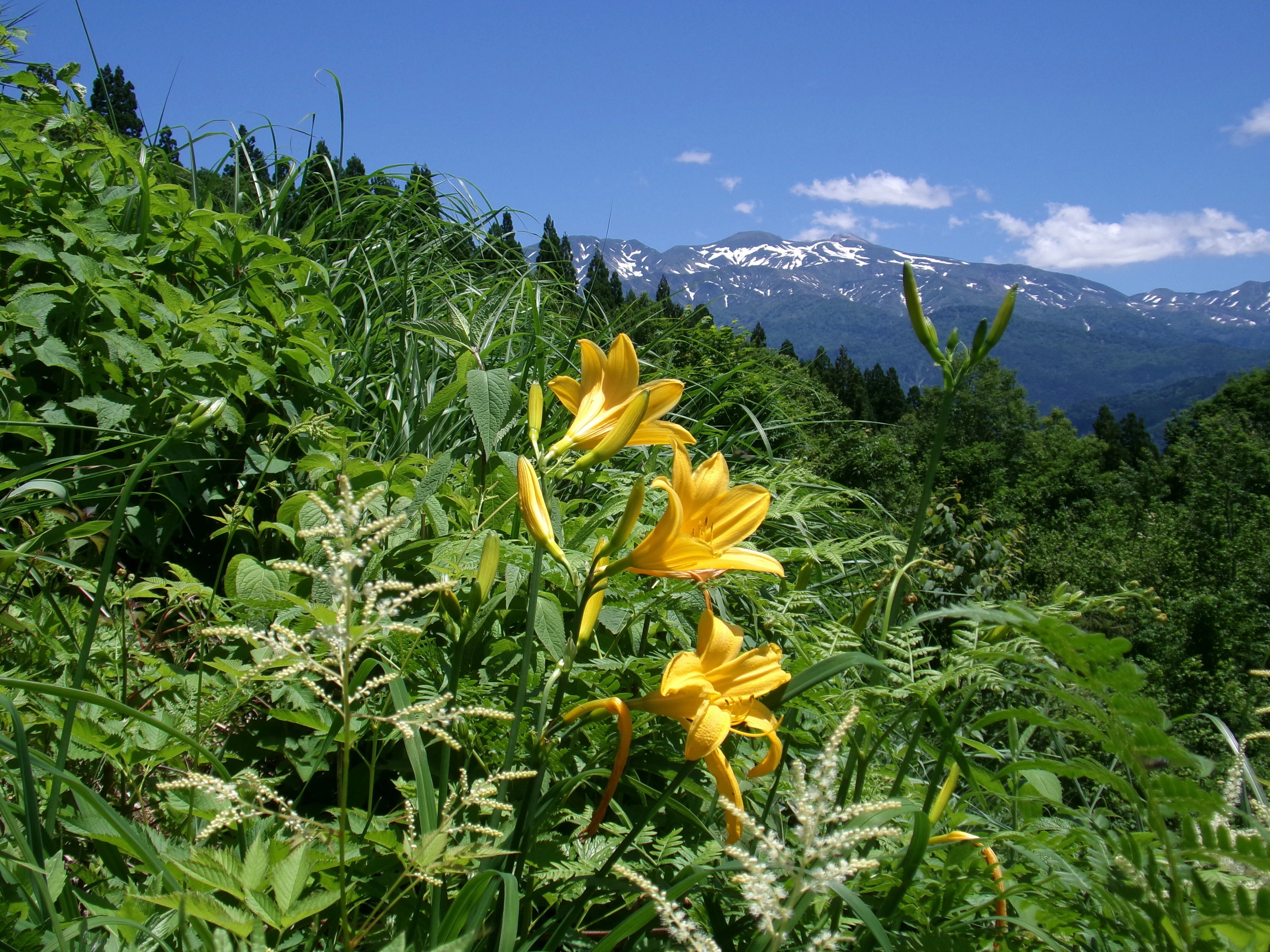 白山高山植物園でニッコウキスゲを眺め、その後西山山頂へ 白山の残雪