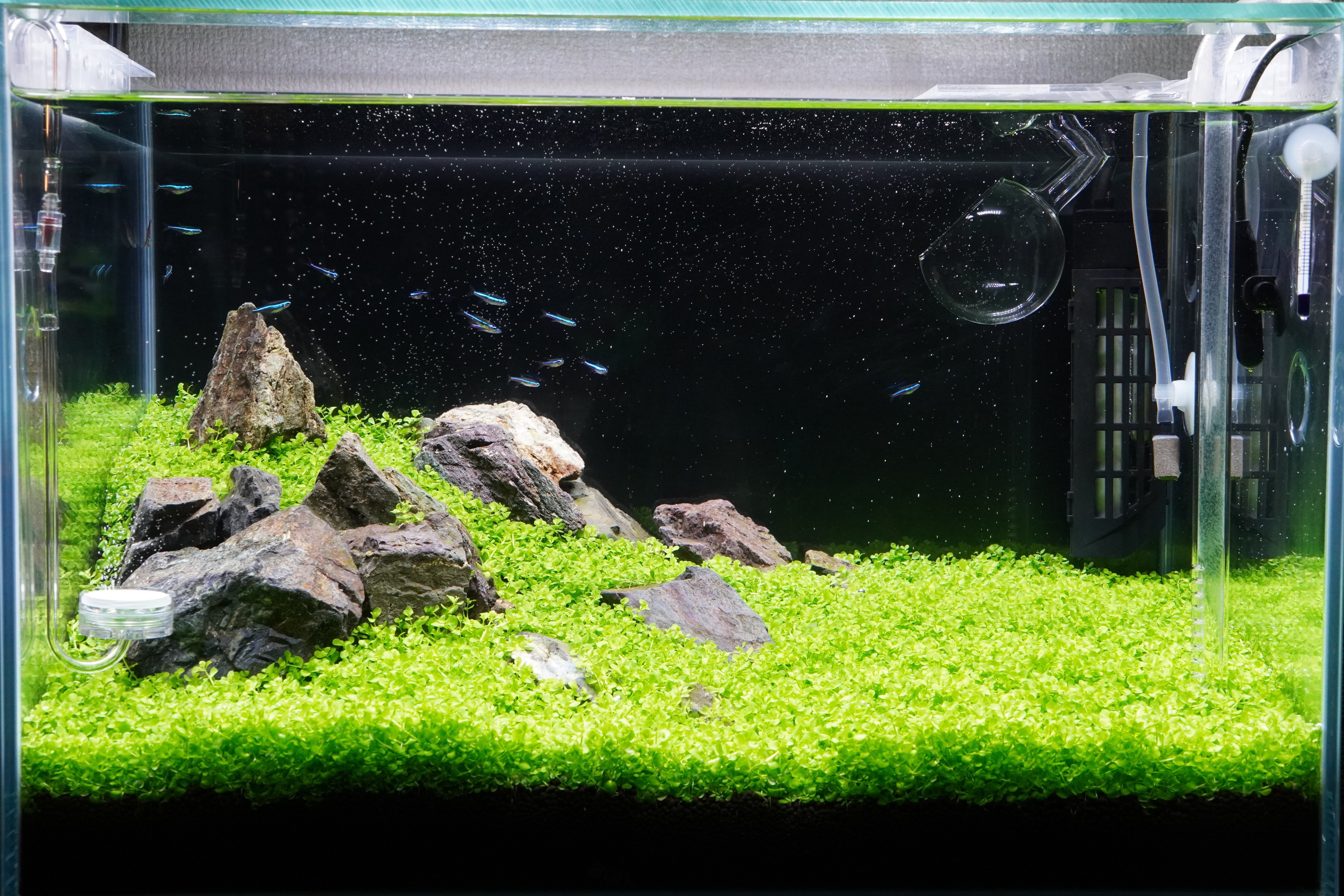 アクアリウム】草原レイアウトリセットの話｜さびあり