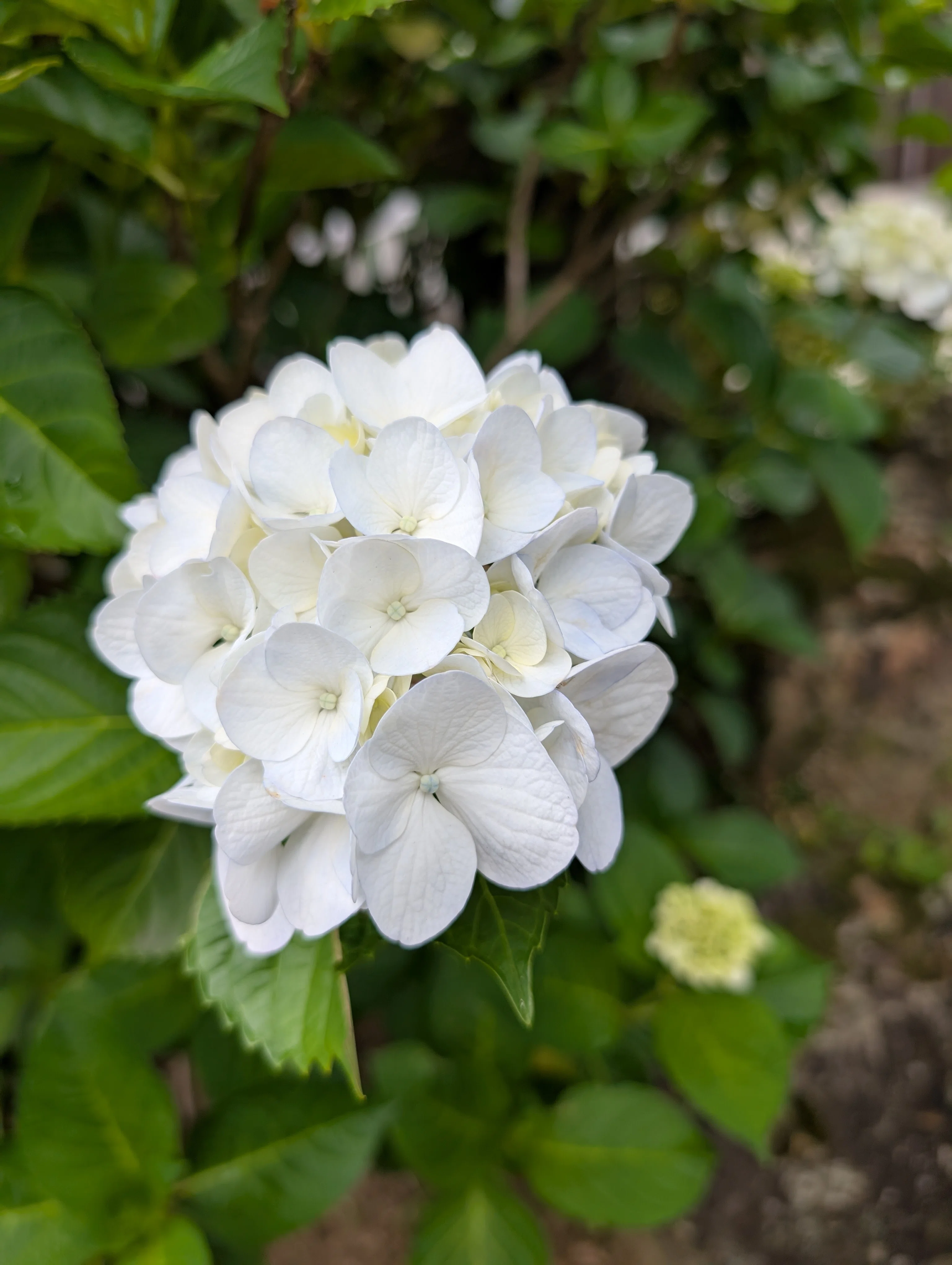 紫陽花（あじさい）の色は土次第？梅雨に映える花の科学｜Ken＠香川