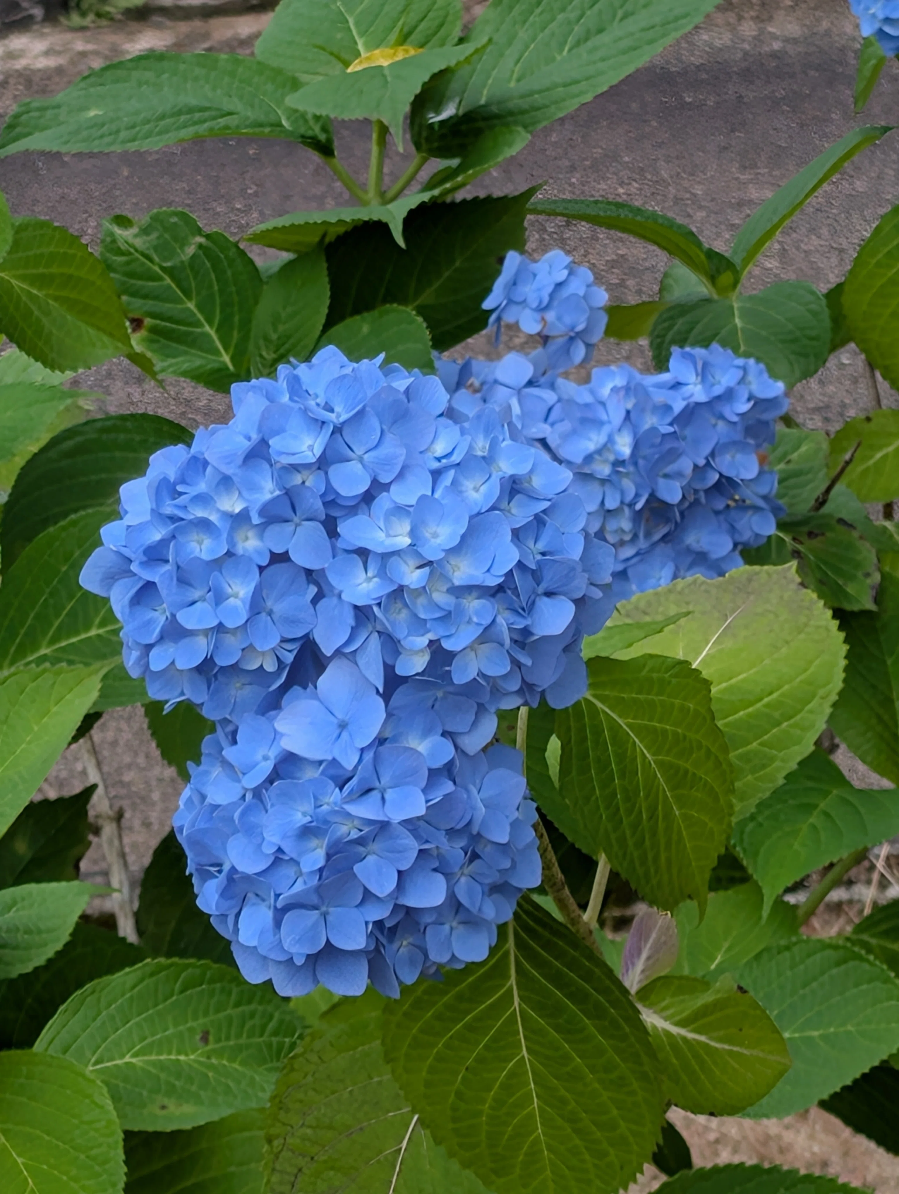 紫陽花（あじさい）の色は土次第？梅雨に映える花の科学｜Ken＠香川