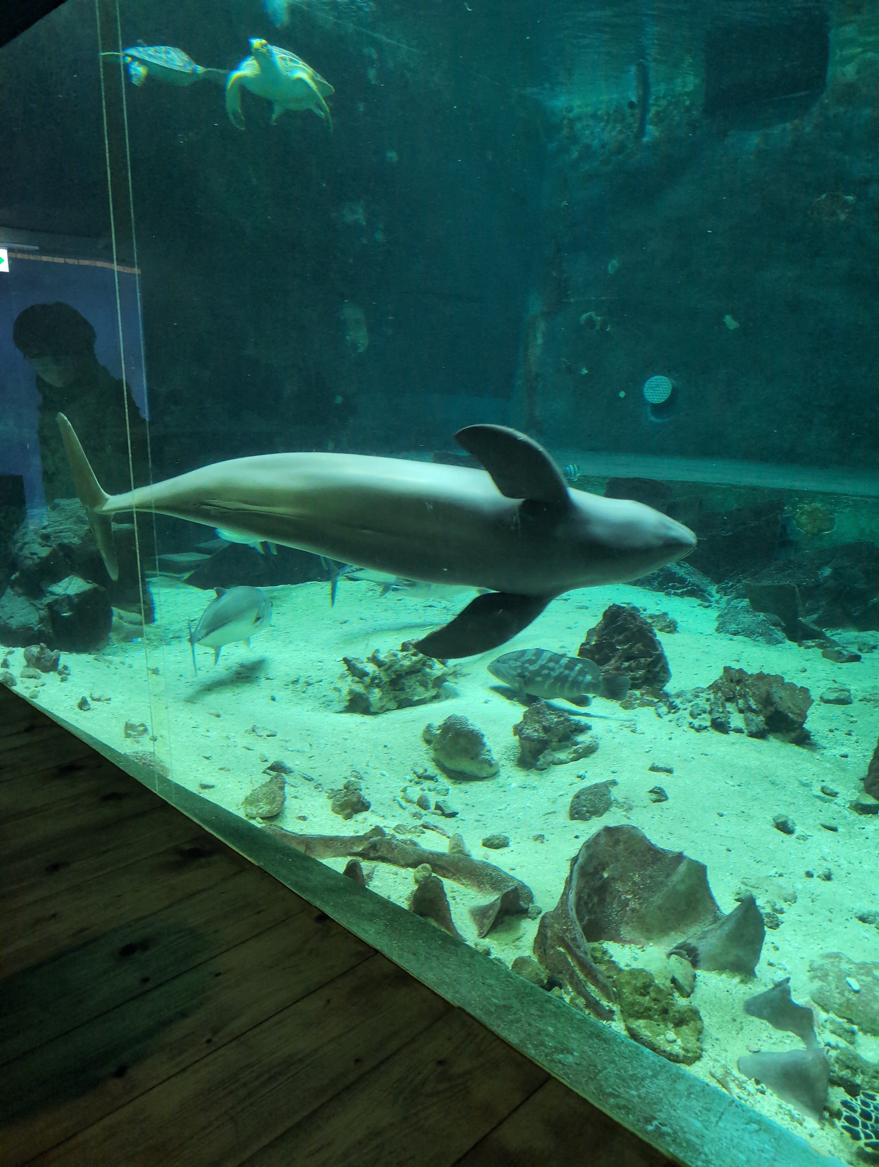 ぼくの生き物探訪記5 南知多ビーチランド｜ブタイノウラ