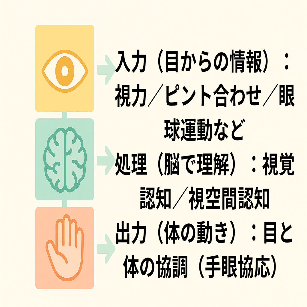 脳内　視力　子供　貴重　希少 視力だけで安心してない？子どもの将来を左右する「視る力」危険サイン