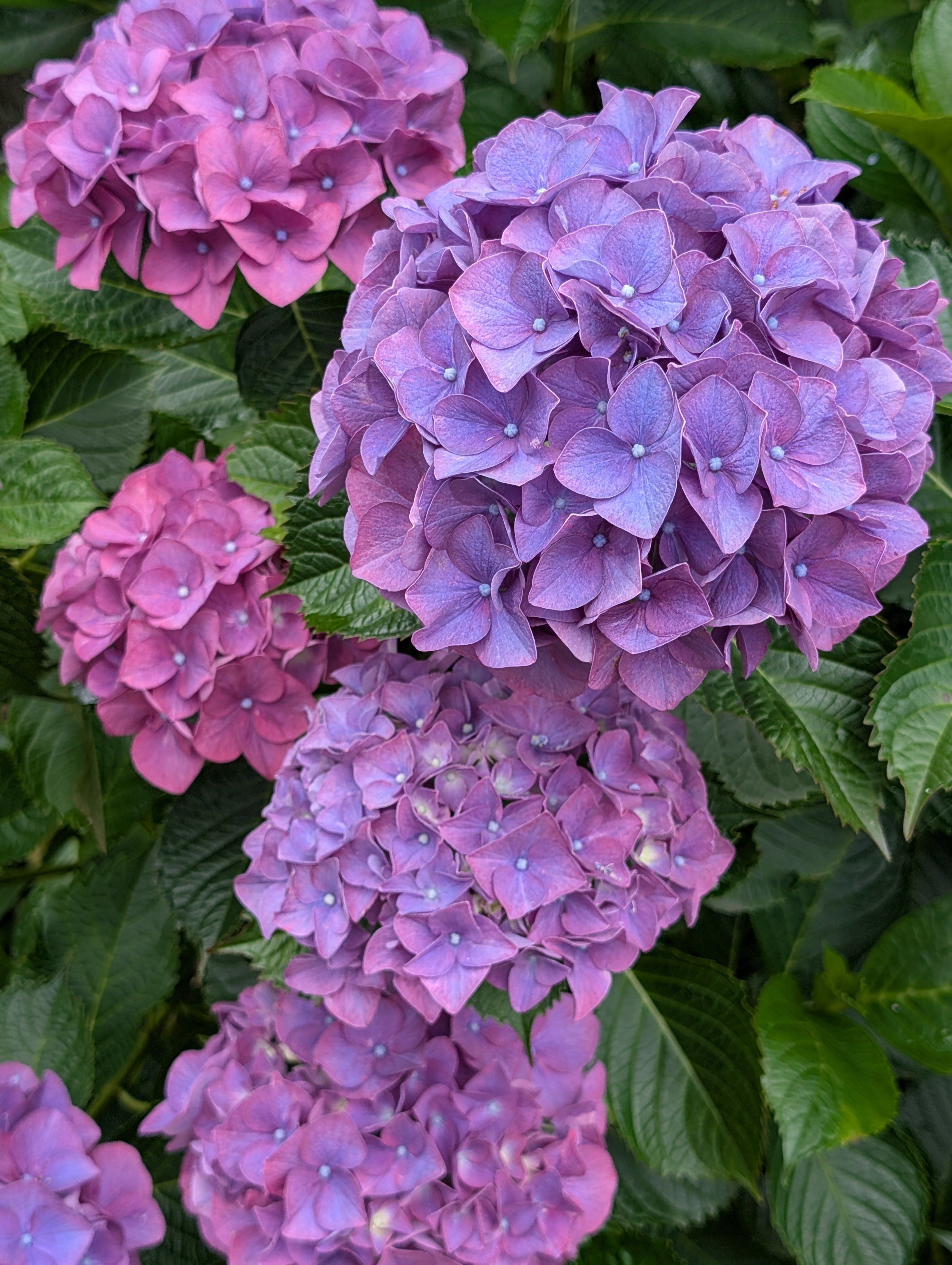 紫陽花（あじさい）の色は土次第？梅雨に映える花の科学｜Ken
