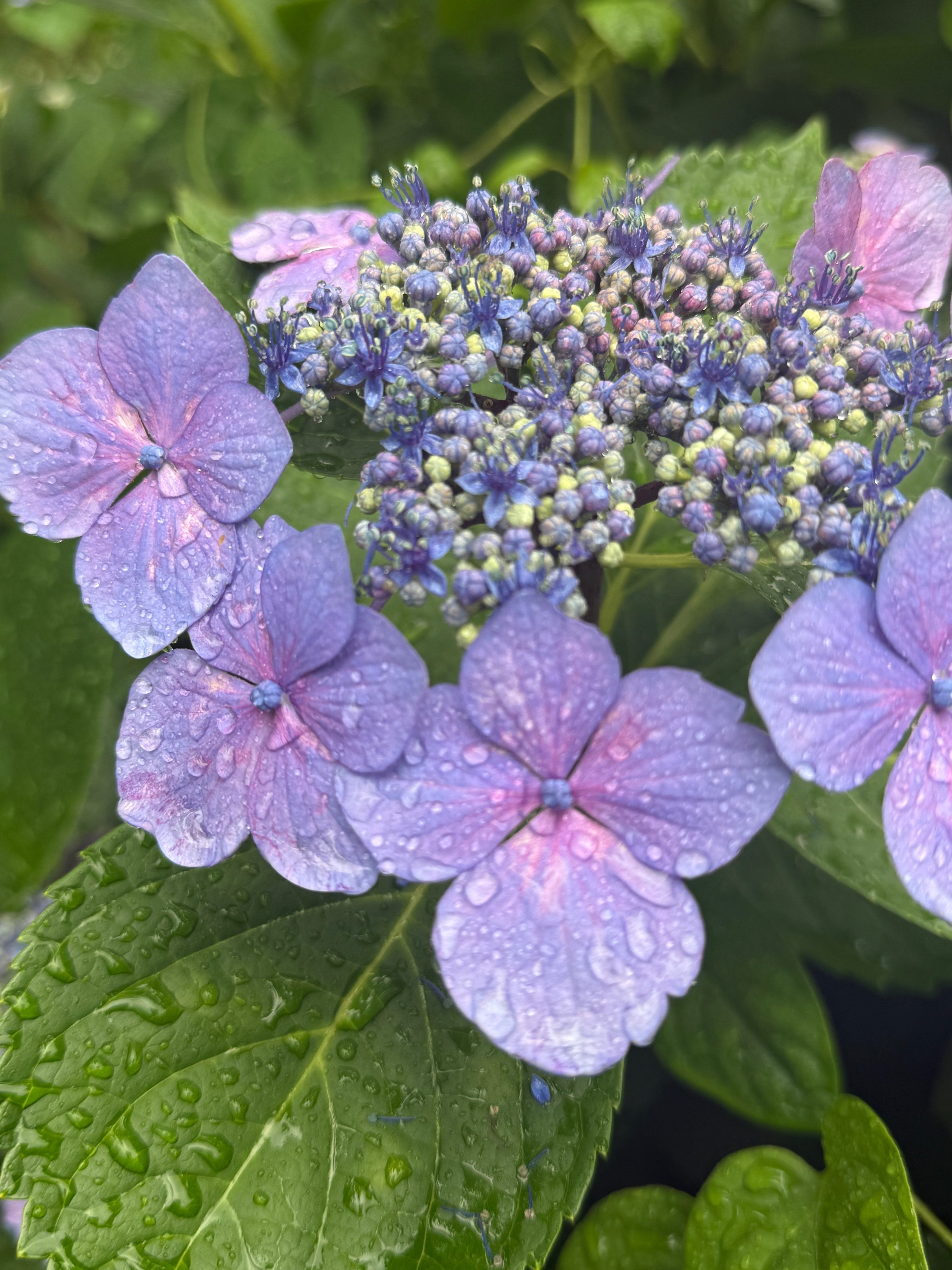 紫陽花をめぐる、6月の色の旅｜sshocco.