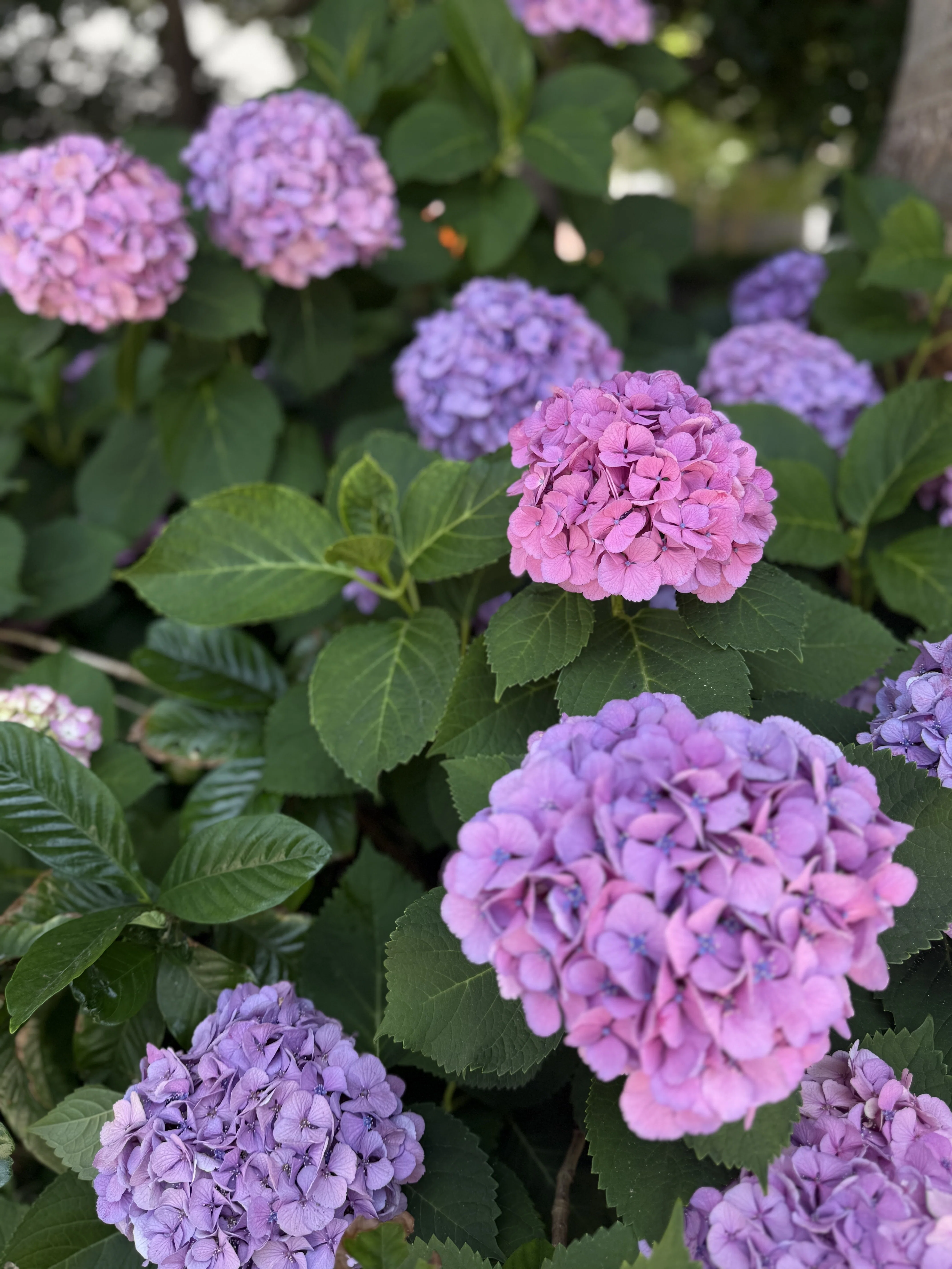 紫陽花をめぐる、6月の色の旅｜sshocco.