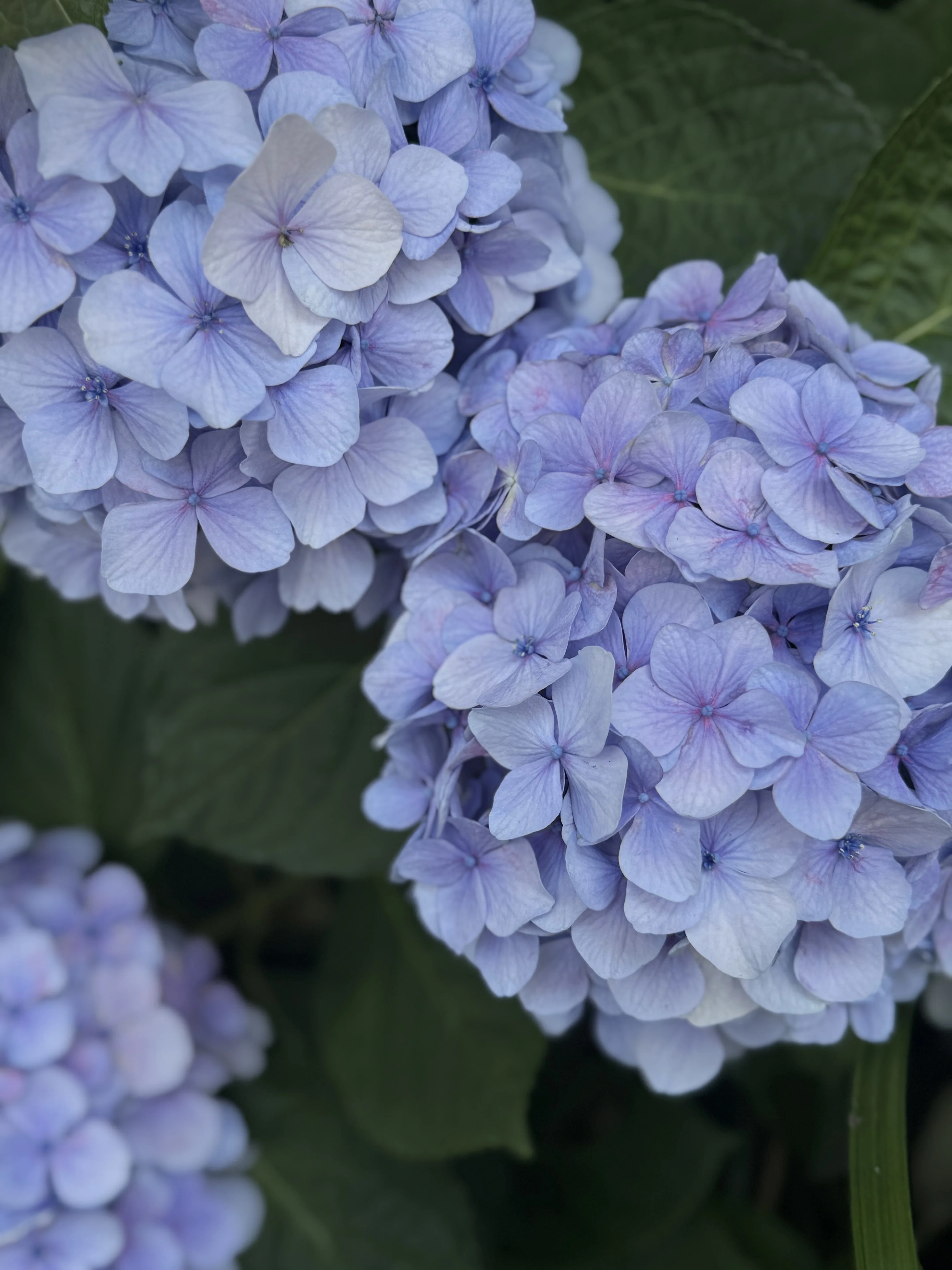 紫陽花をめぐる、6月の色の旅｜sshocco.