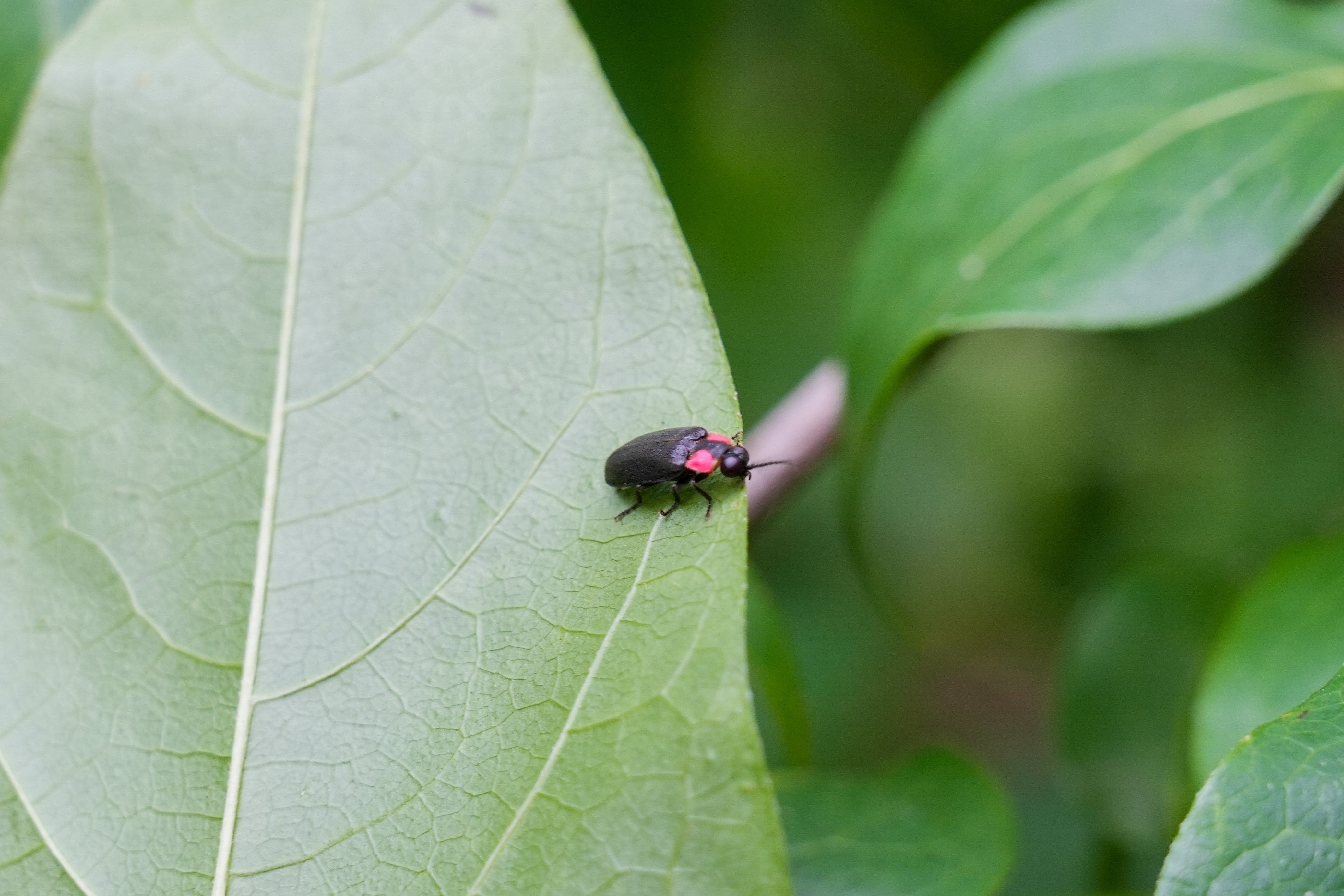 寄居でホタルを楽しもう!｜寄居まちづくりNOTE