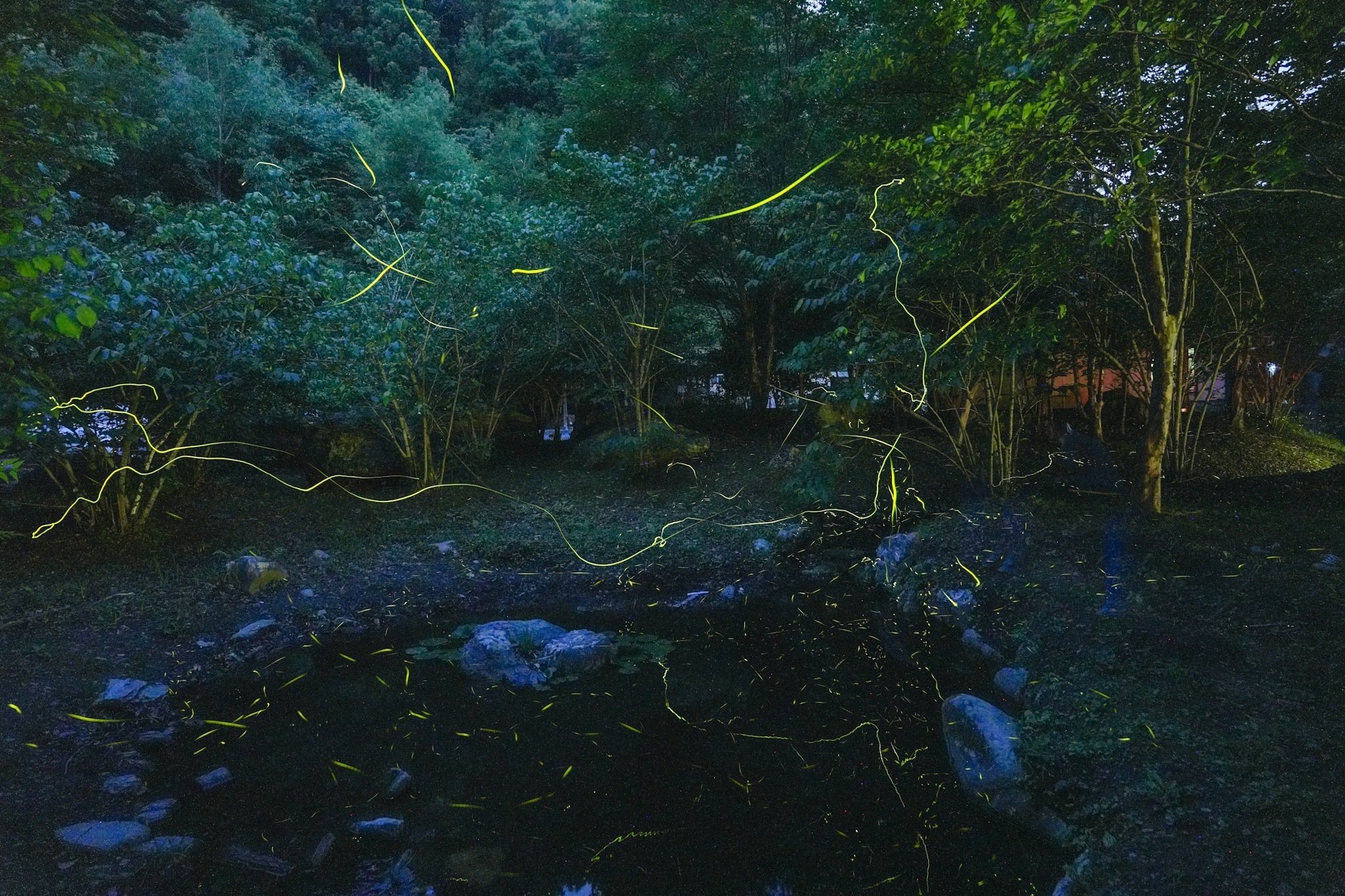 寄居でホタルを楽しもう!｜寄居まちづくりNOTE