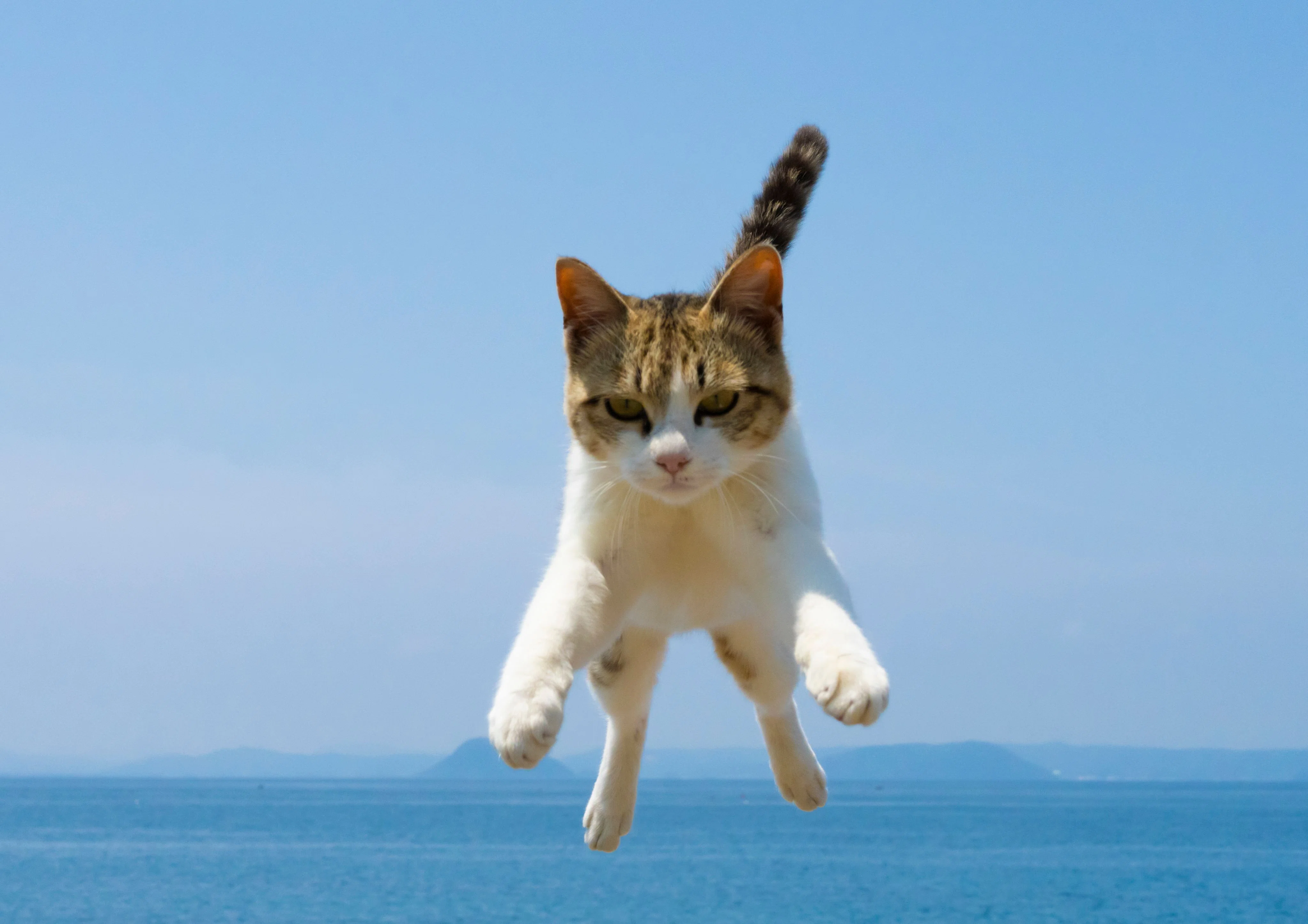 飛び猫®︎”で世界を魅了！“好き”を極めて生きる猫写真家｜五十嵐健太 