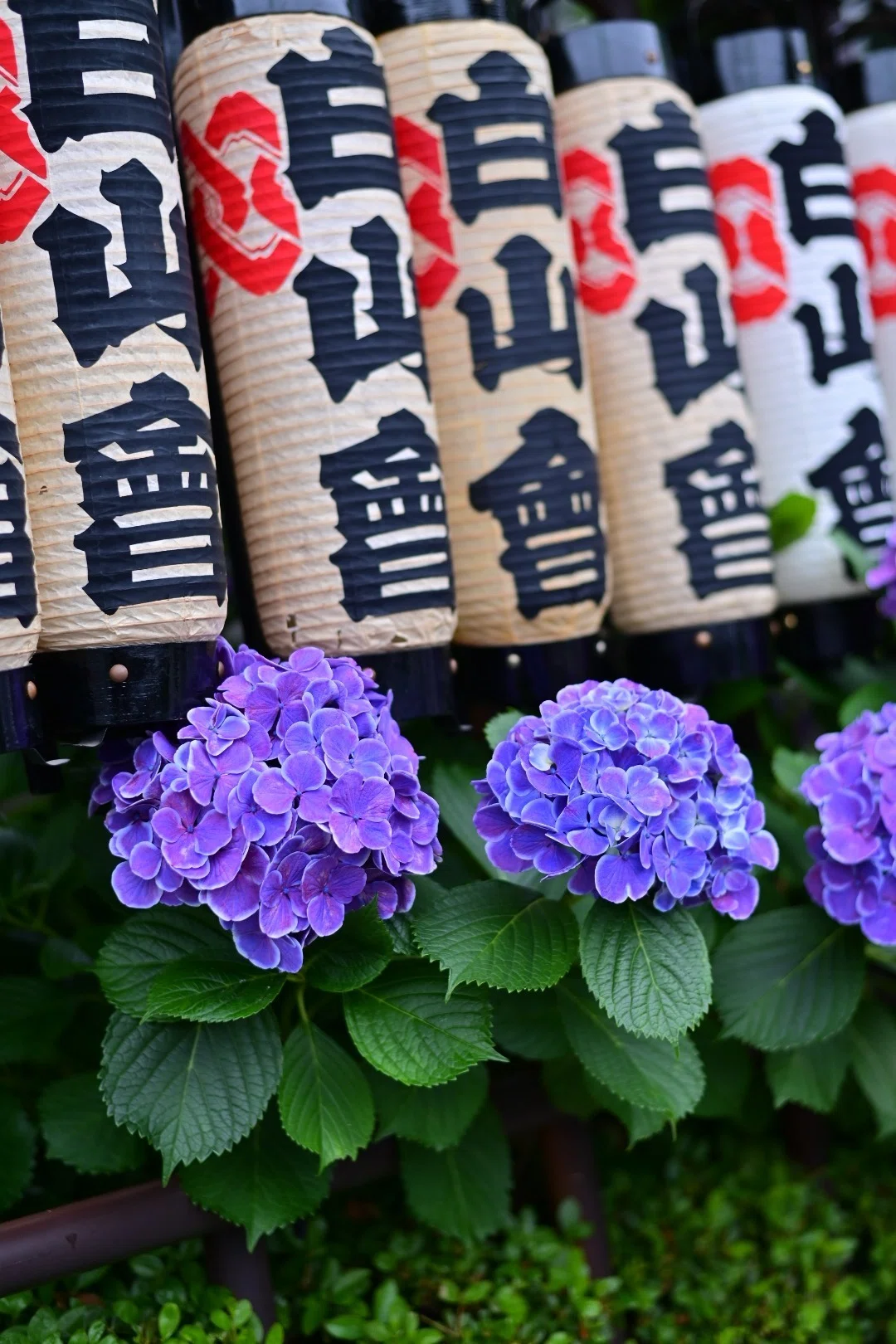 東京さんぽ／2025年6月 白山神社×紫陽花｜mitsuki sora