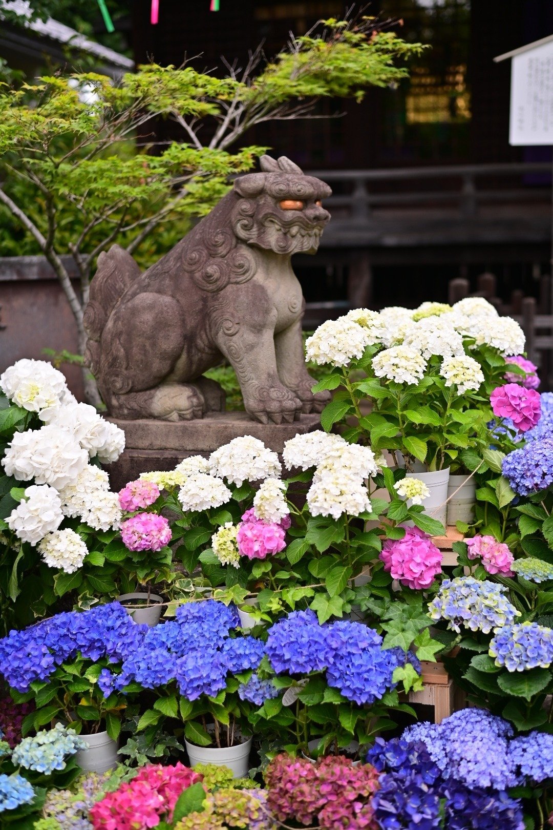東京さんぽ／2025年6月 白山神社×紫陽花｜mitsuki sora