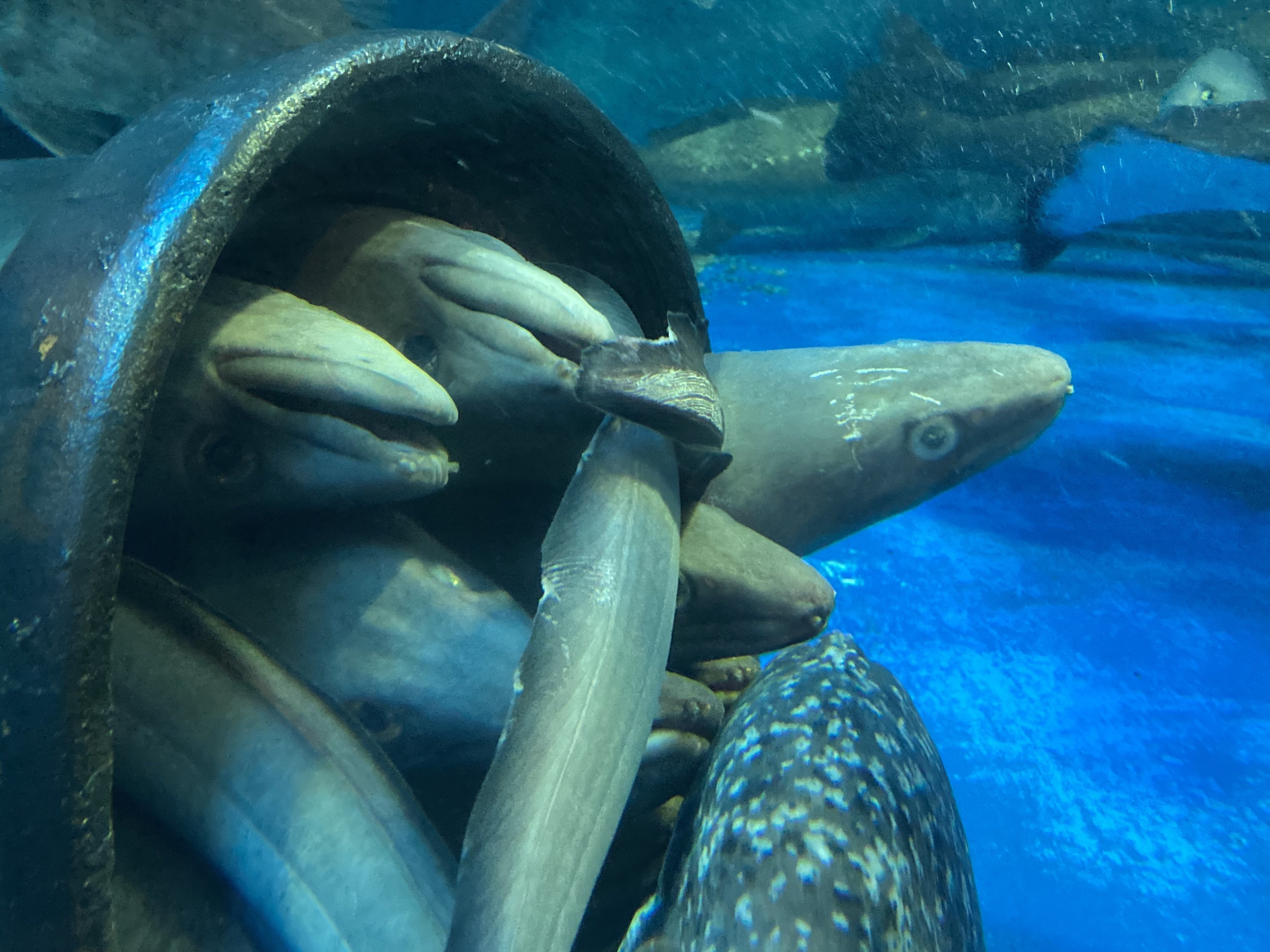 ダイナンアナゴ《展示動物解説》｜桂浜水族館 公式