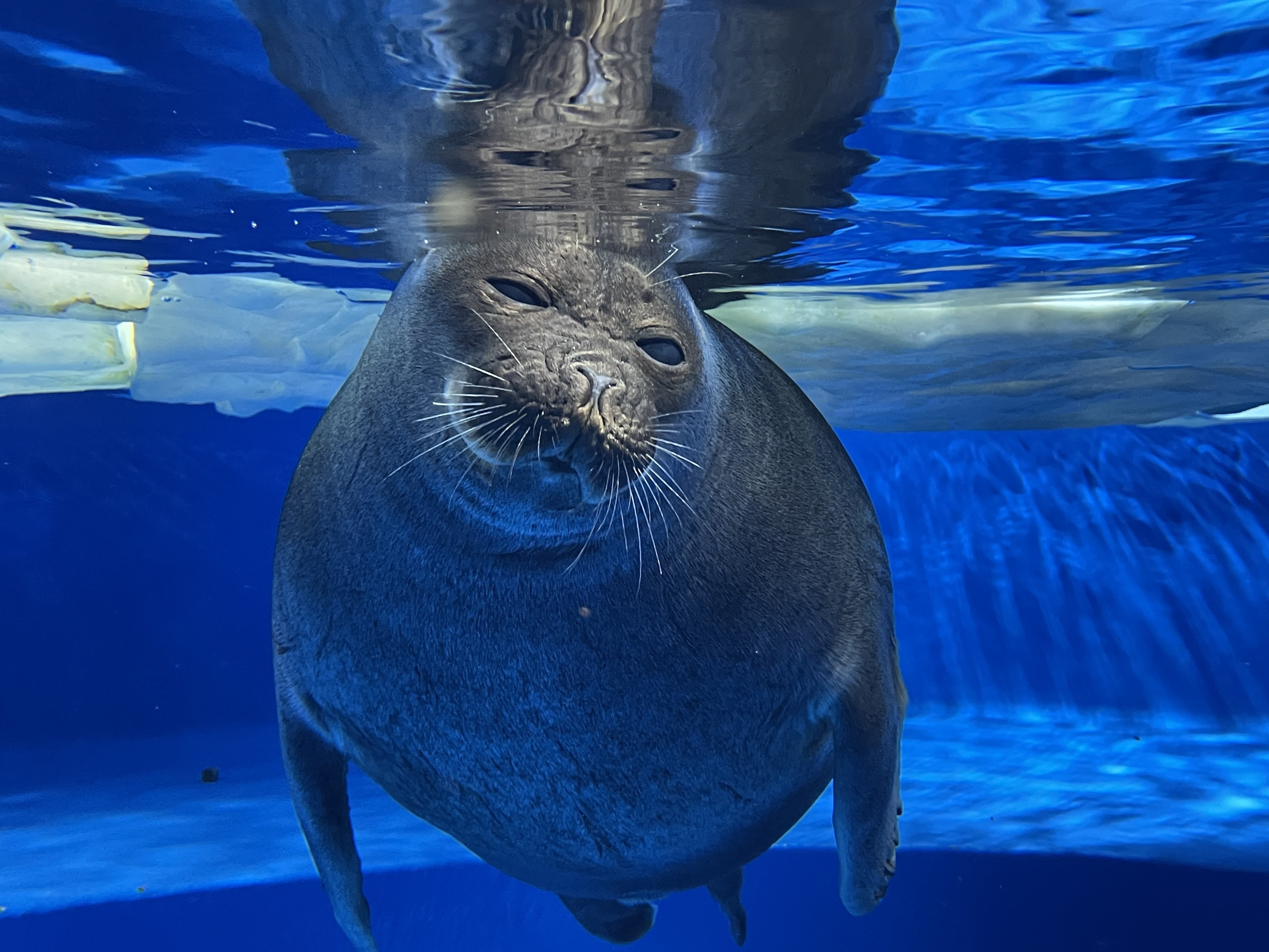 アザラシBOOK』出版記念連載 vol.5】コアラの国から来た飼育員