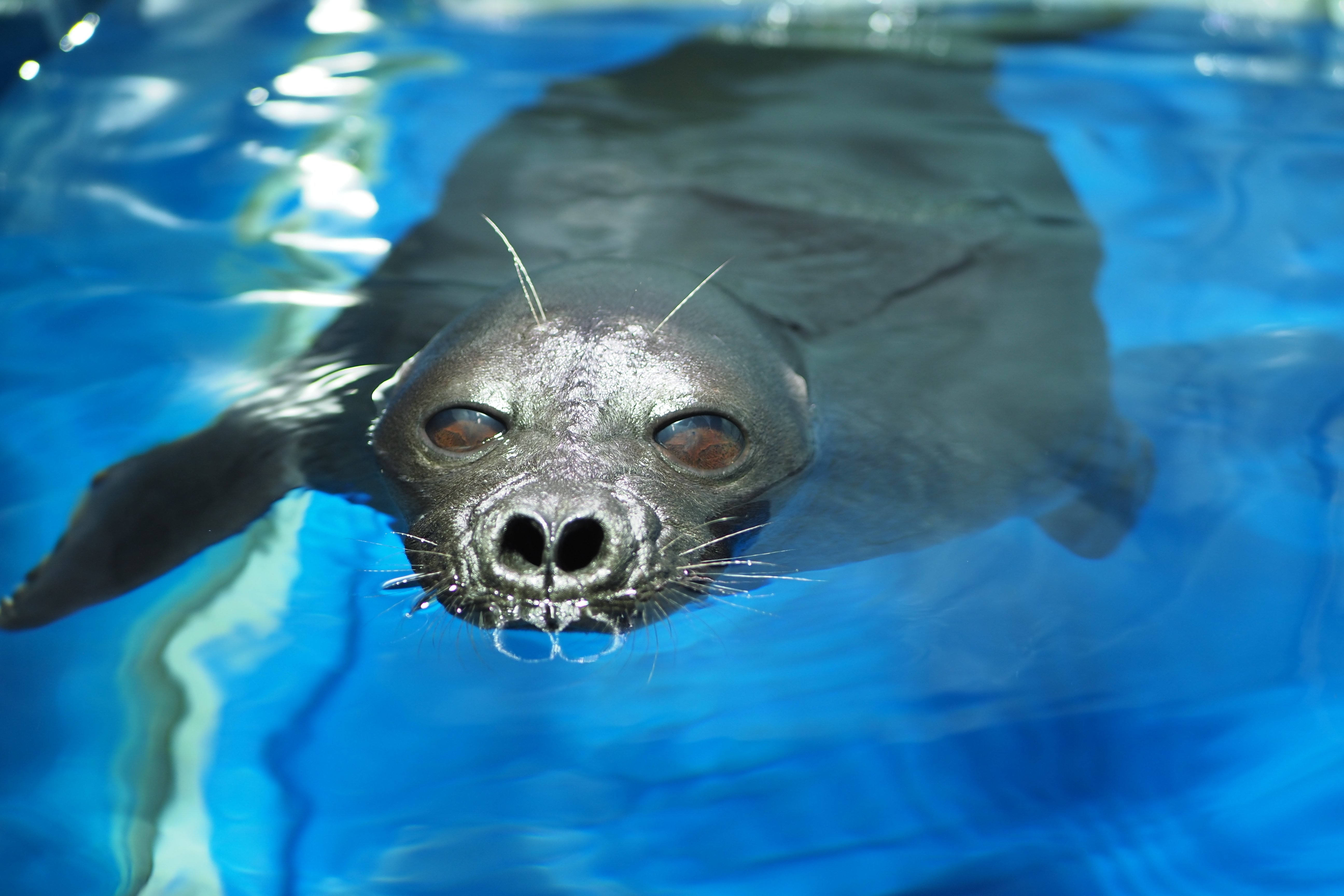 アザラシBOOK』出版記念連載 vol.5】コアラの国から来た飼育員