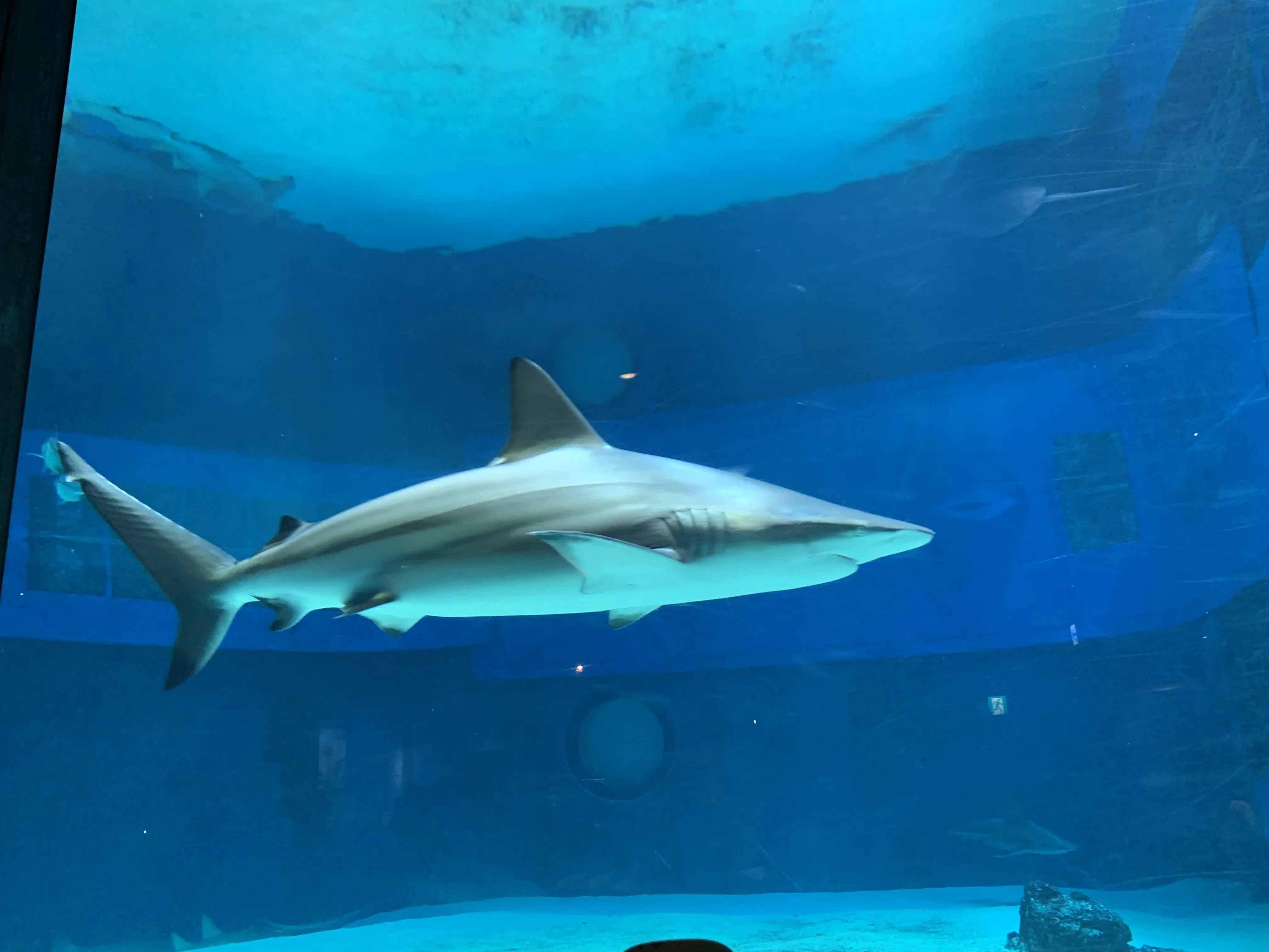 大の魚好きが沖縄美ら海水族館に行ってきた②〜ジンベイザメやマンタも