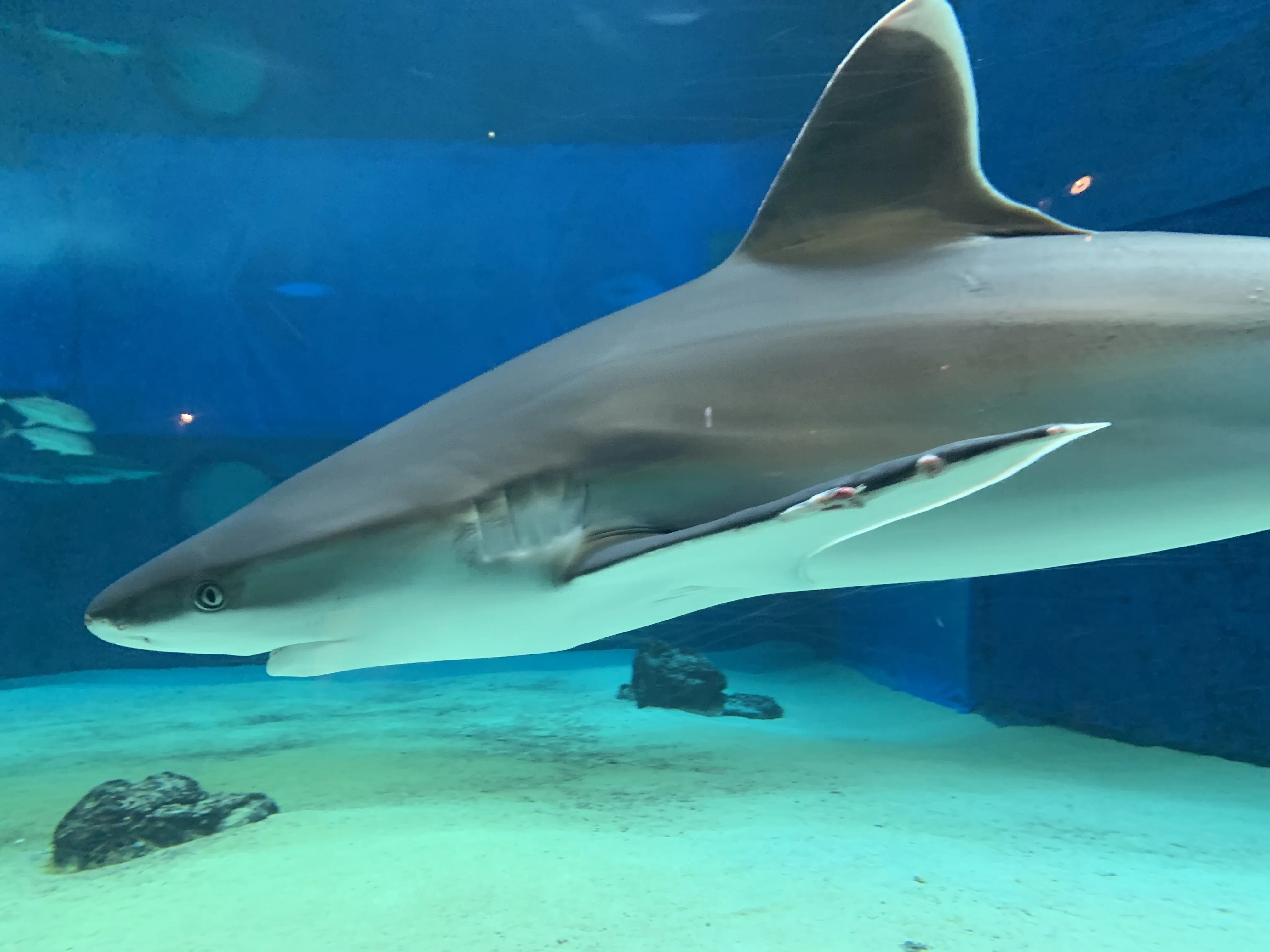 No.235 オーダーマスク　ジンベイザメ　魚群　海の生き物　おまとめ割 大の魚好きが沖縄美ら海水族館に行ってきた②〜ジンベイザメやマンタも