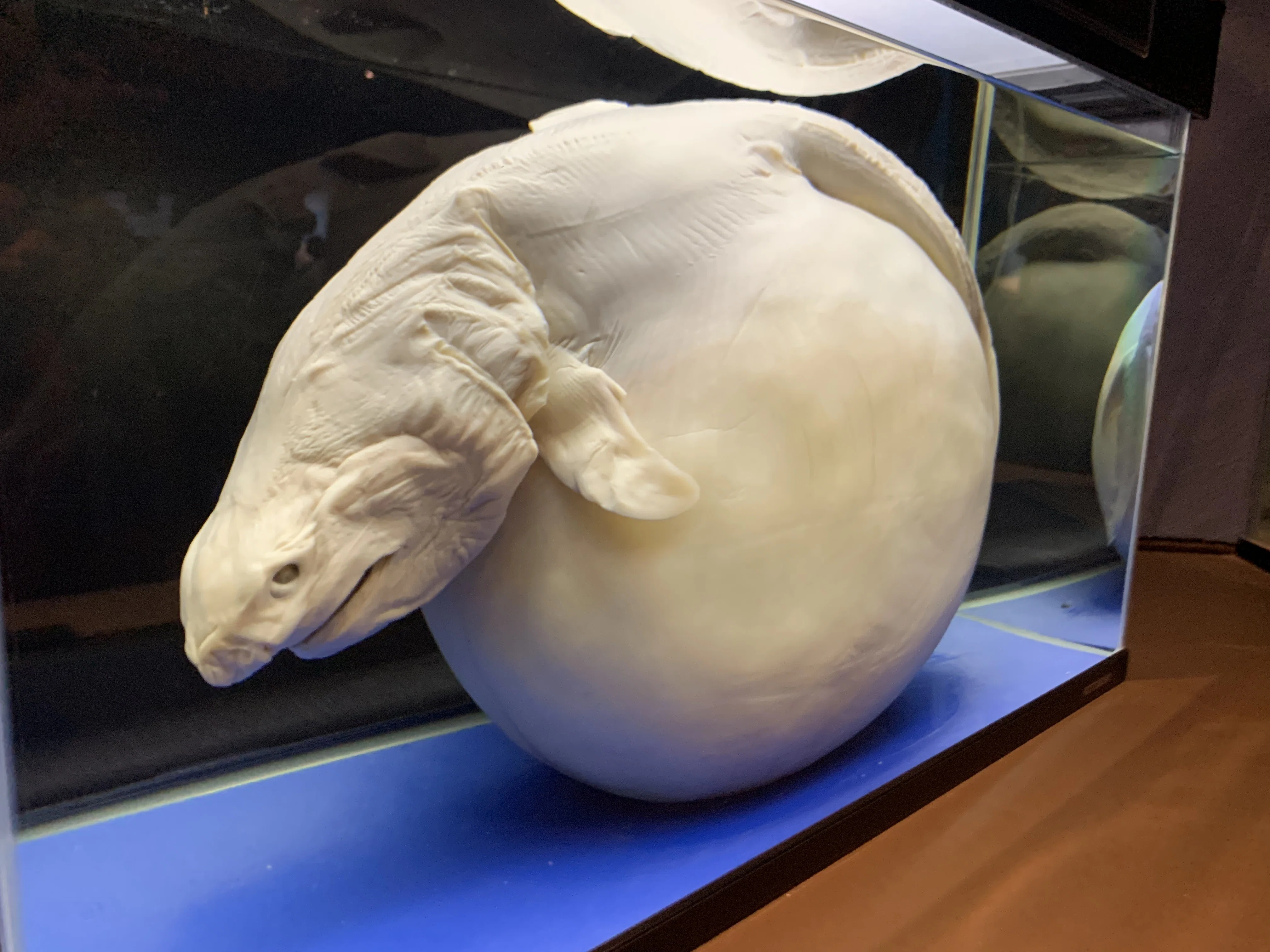 A Huge Fish Lover Visits Okinawa Churaumi Aquarium Part 2: Whale