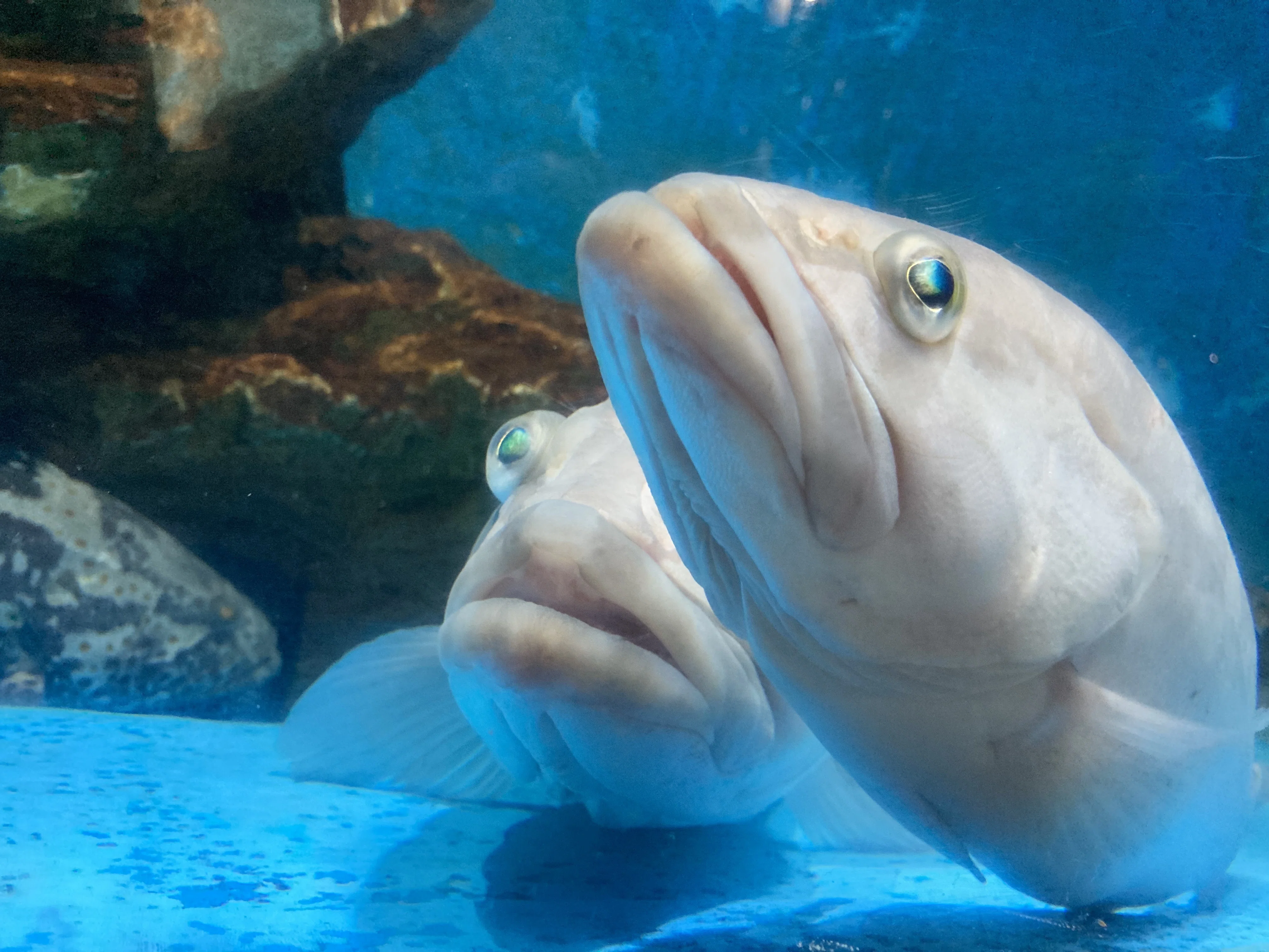 クエ《展示動物解説》｜桂浜水族館 公式
