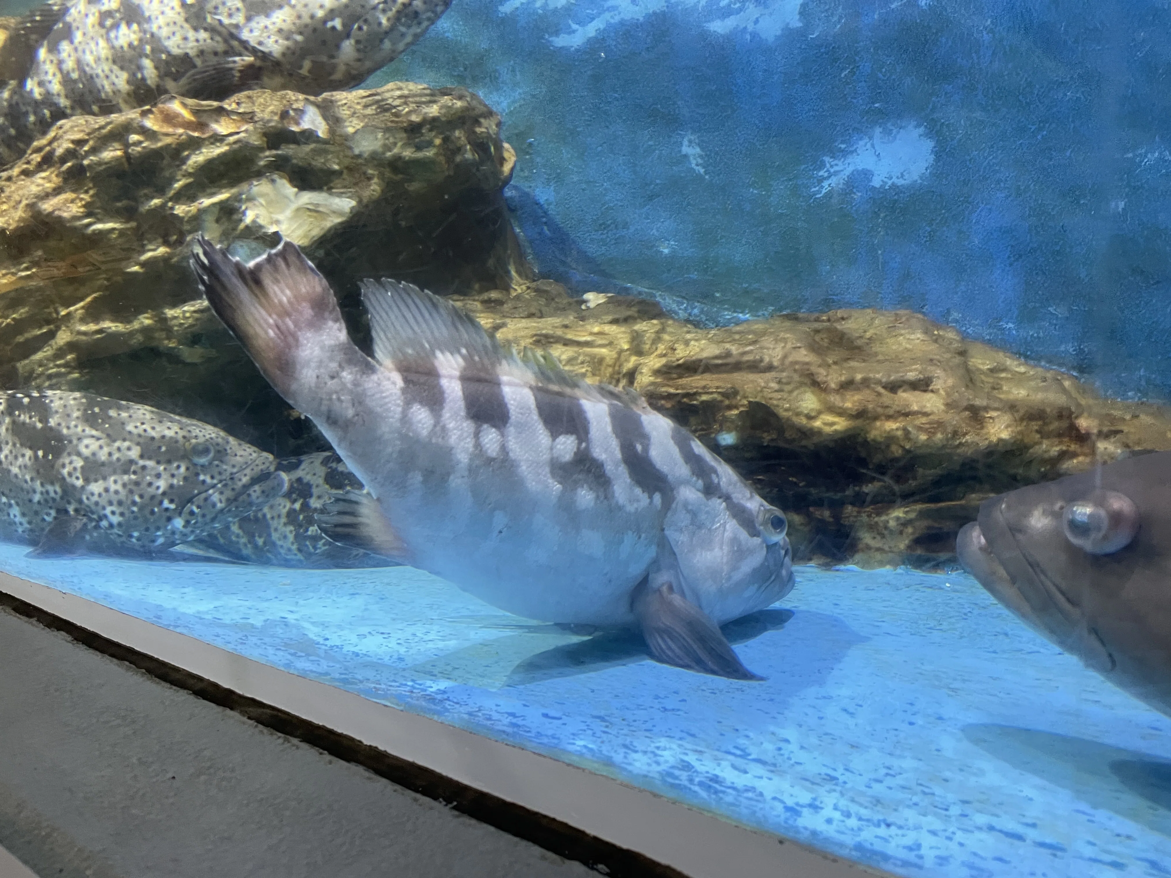 クエ《展示動物解説》｜桂浜水族館 公式