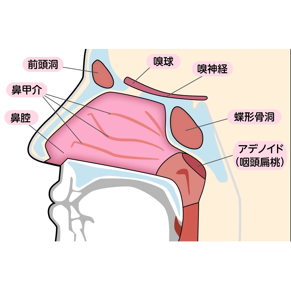 鼻 伸ばす と 臭い