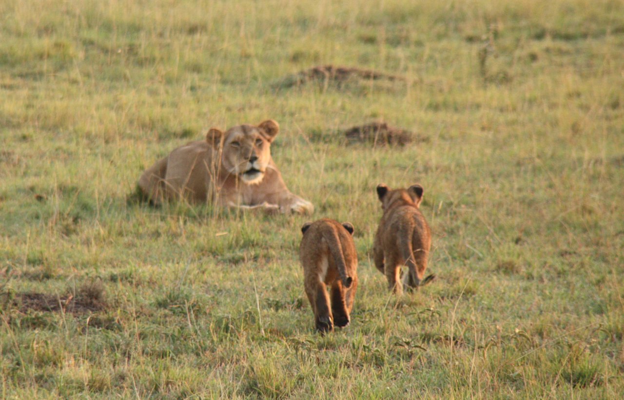 ライオン親子の絆｜武田ちょっこ＊まるまるサファリの本