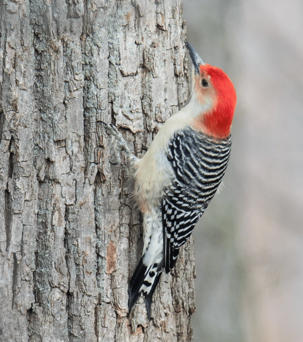 シカゴでバードウォッチング！】 Red-bellied Woodpecker