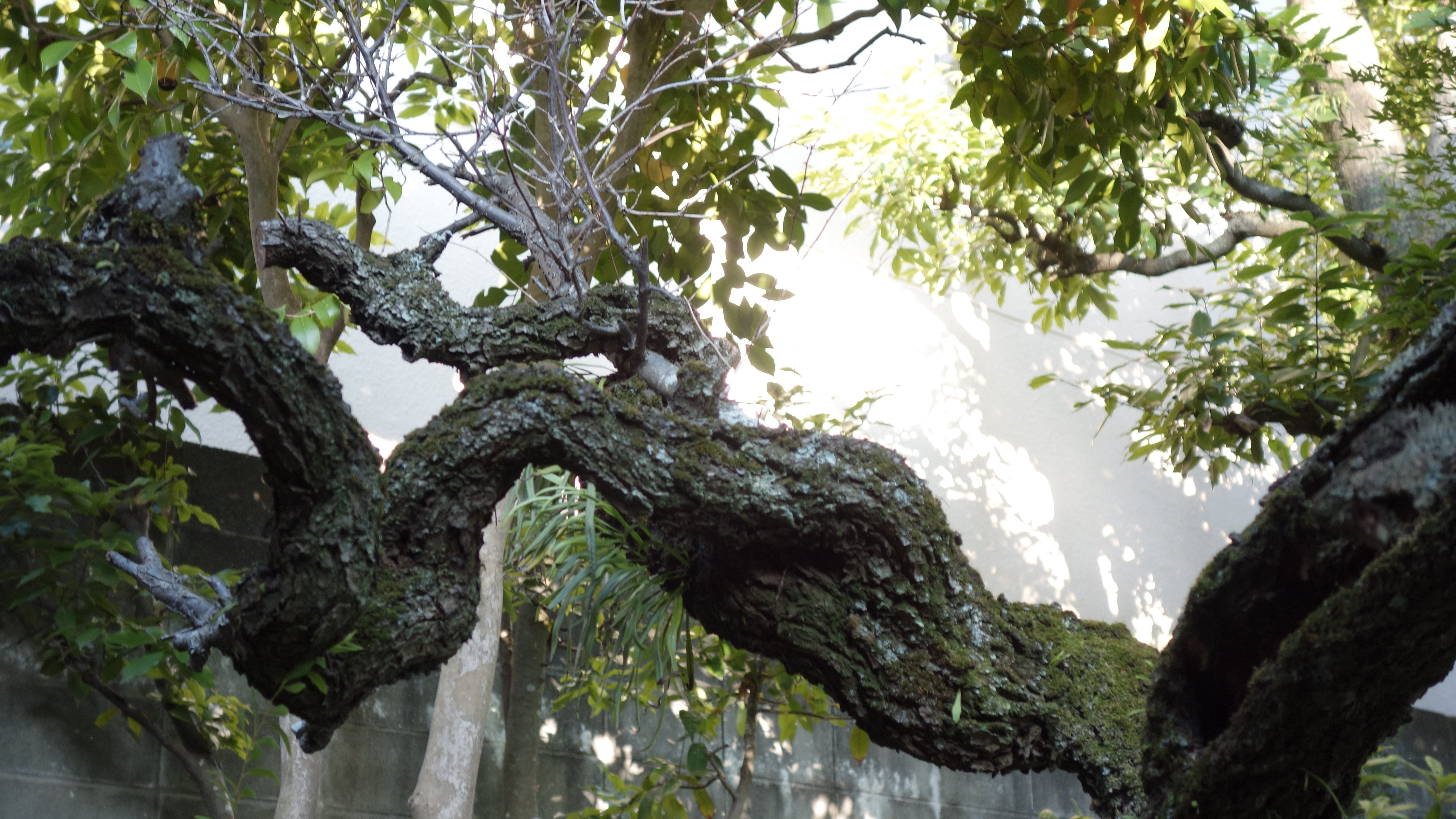 樹齢120年の古梅｜古材の森(旧西原邸) Kozainomori