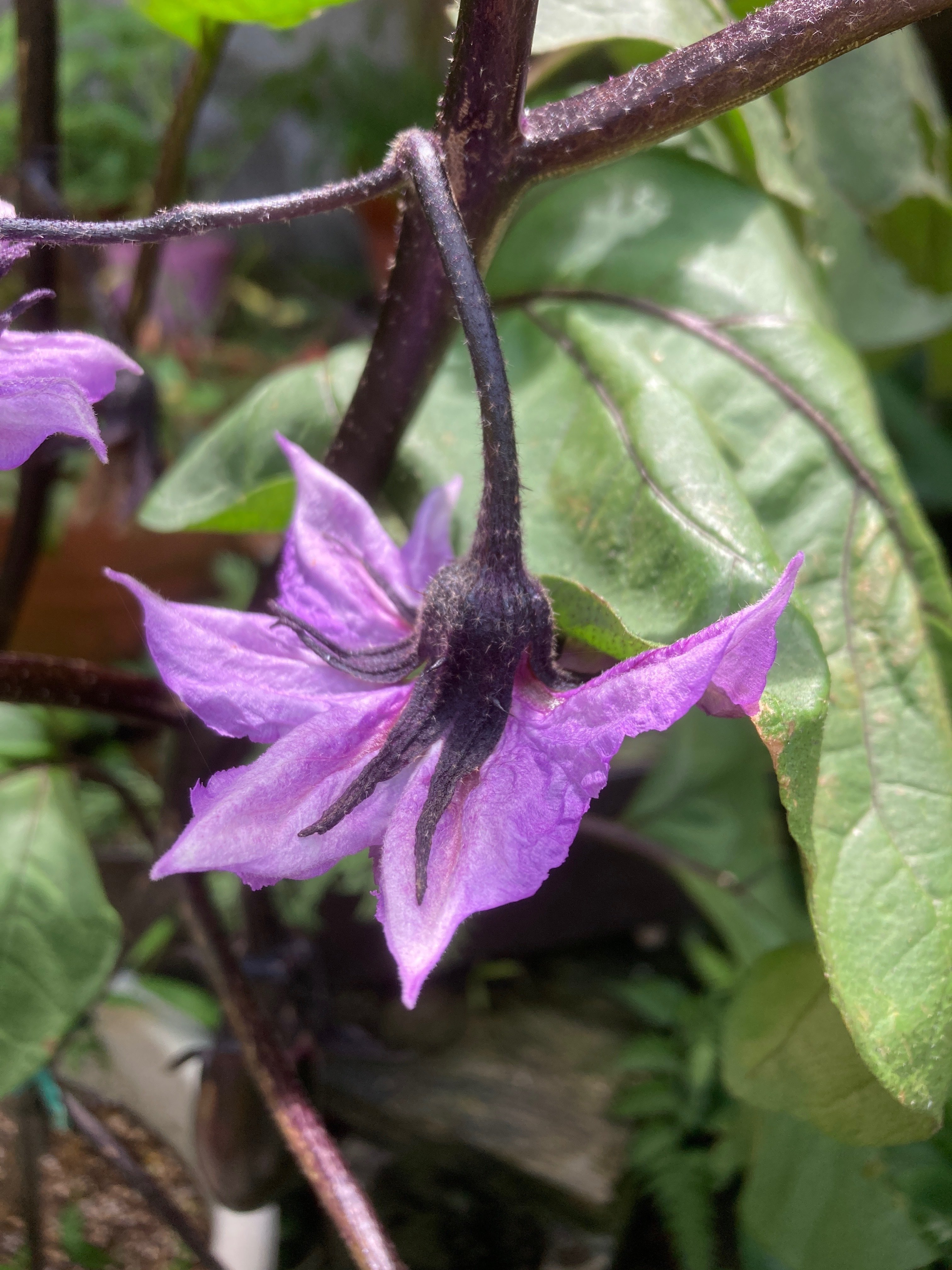 茄子の花 ｜のりこの シックスリッチ