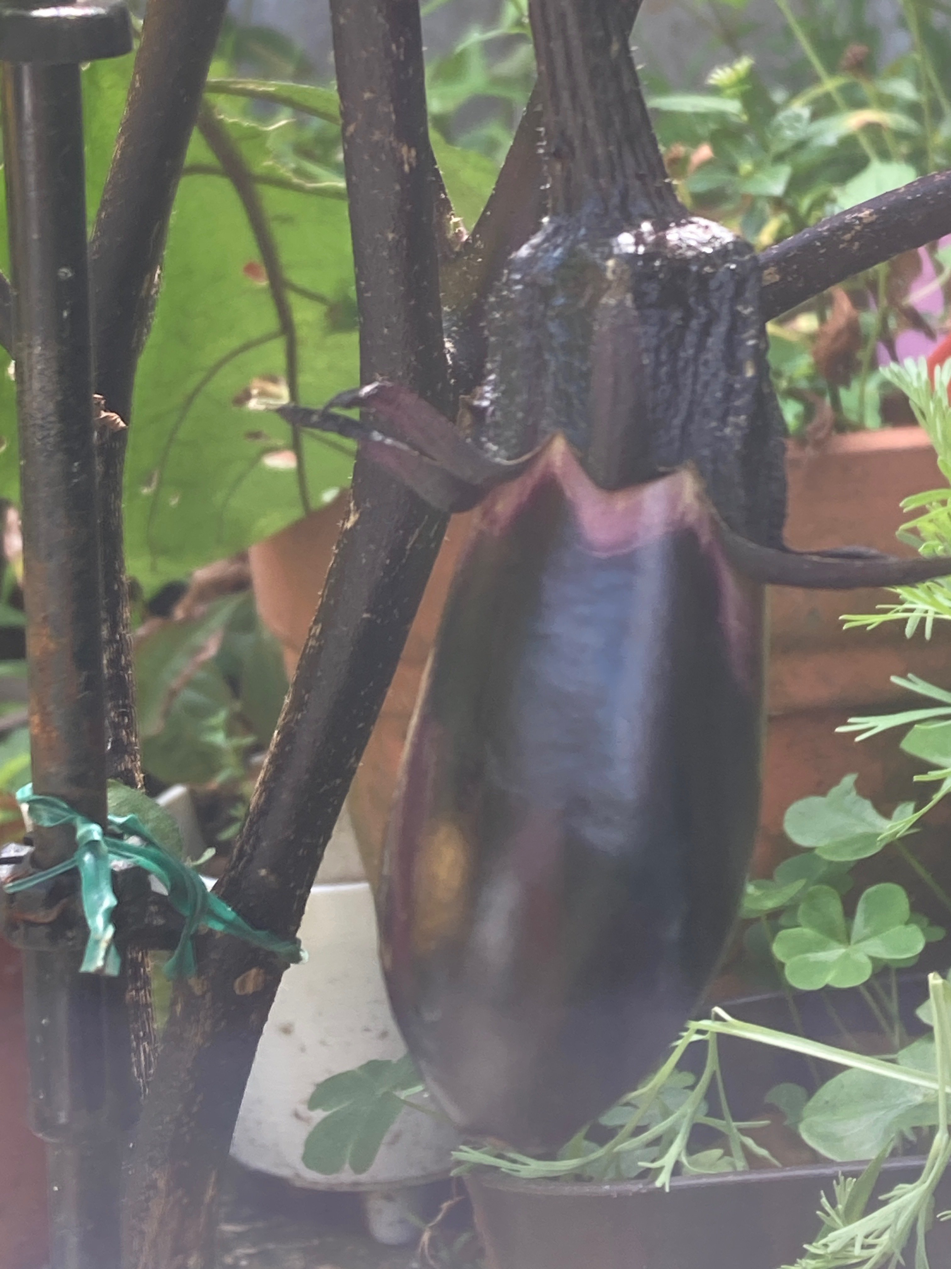 茄子の花 ｜のりこの シックスリッチ