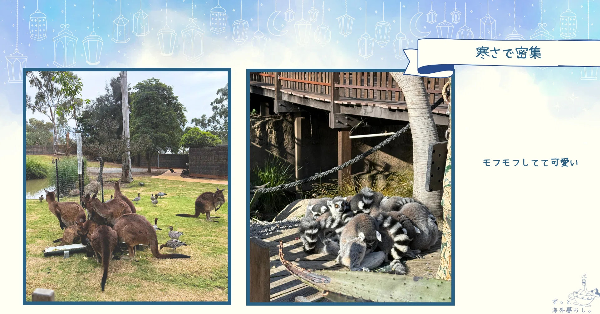メルボルン奮闘記】おすすめスポット メルボルン動物園(Melbourne Zoo