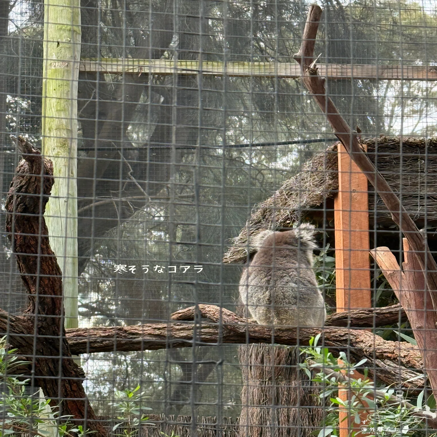 メルボルン奮闘記】おすすめスポット メルボルン動物園(Melbourne Zoo