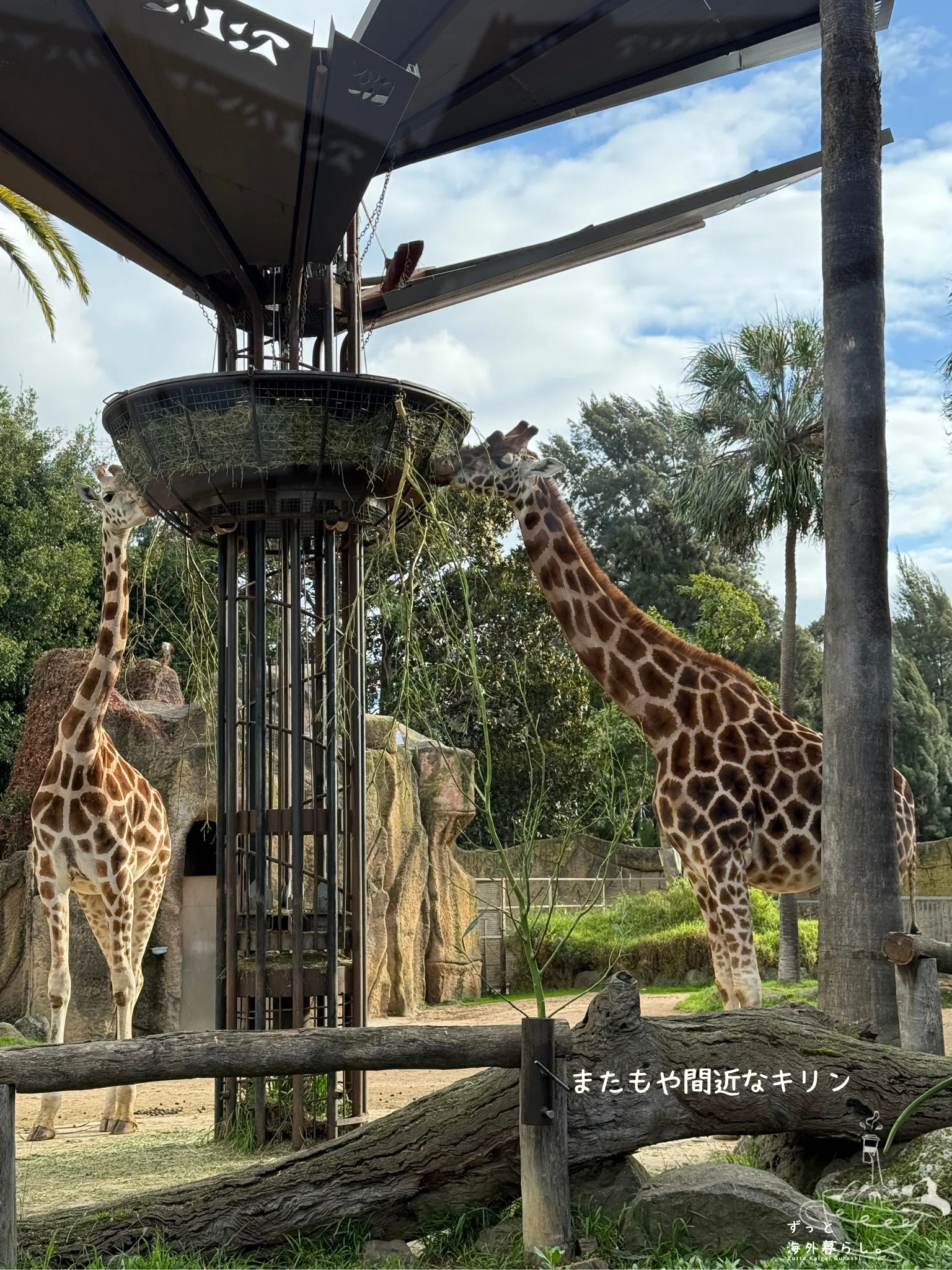 メルボルン奮闘記】おすすめスポット メルボルン動物園(Melbourne Zoo