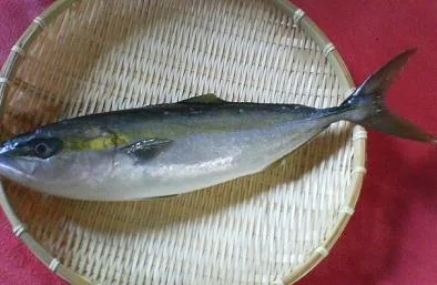 イナダを刺身にする｜手前板前